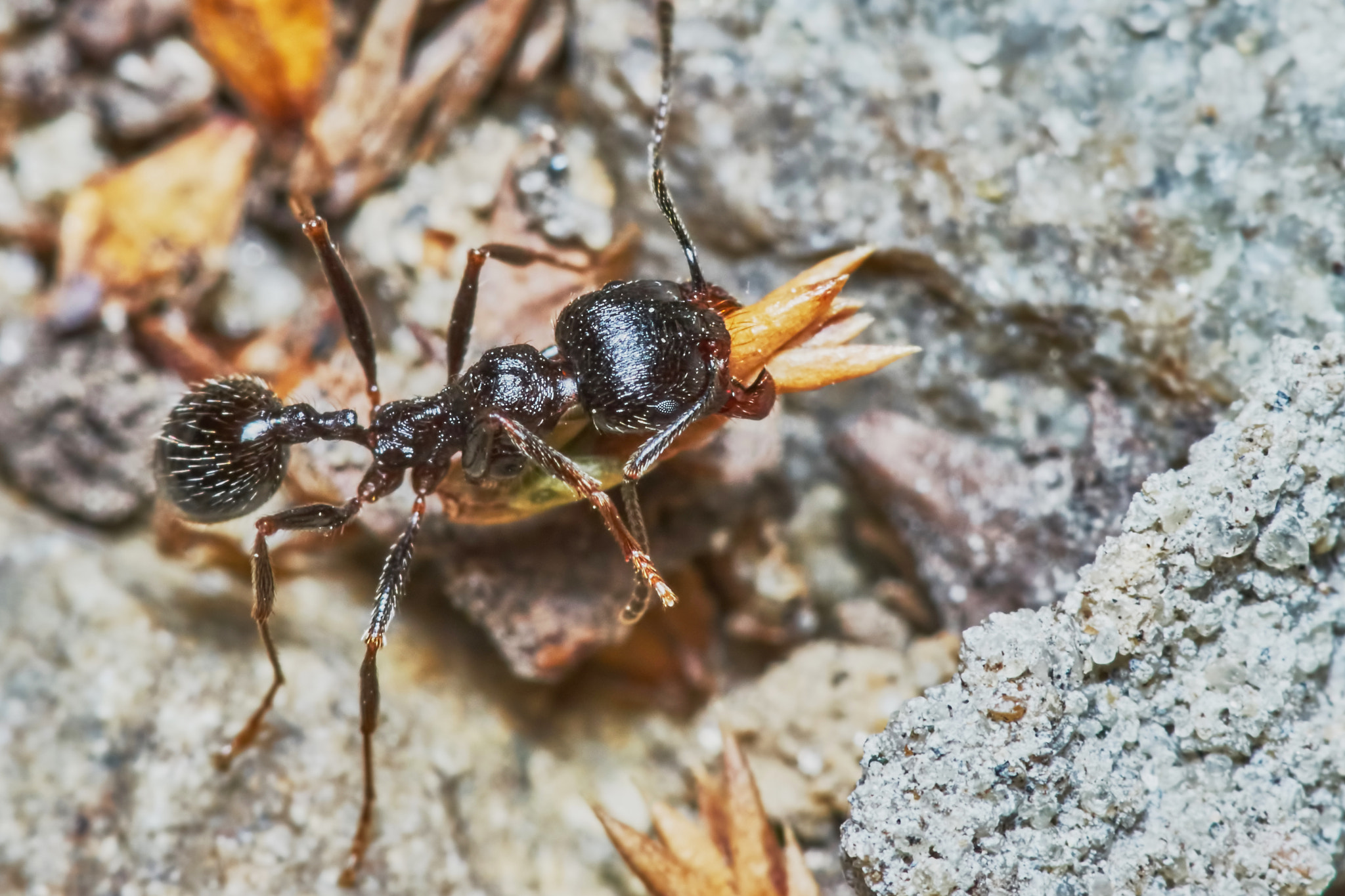 Sony a7 + Tamron SP AF 90mm F2.8 Di Macro sample photo. Ant outside in the garden photography