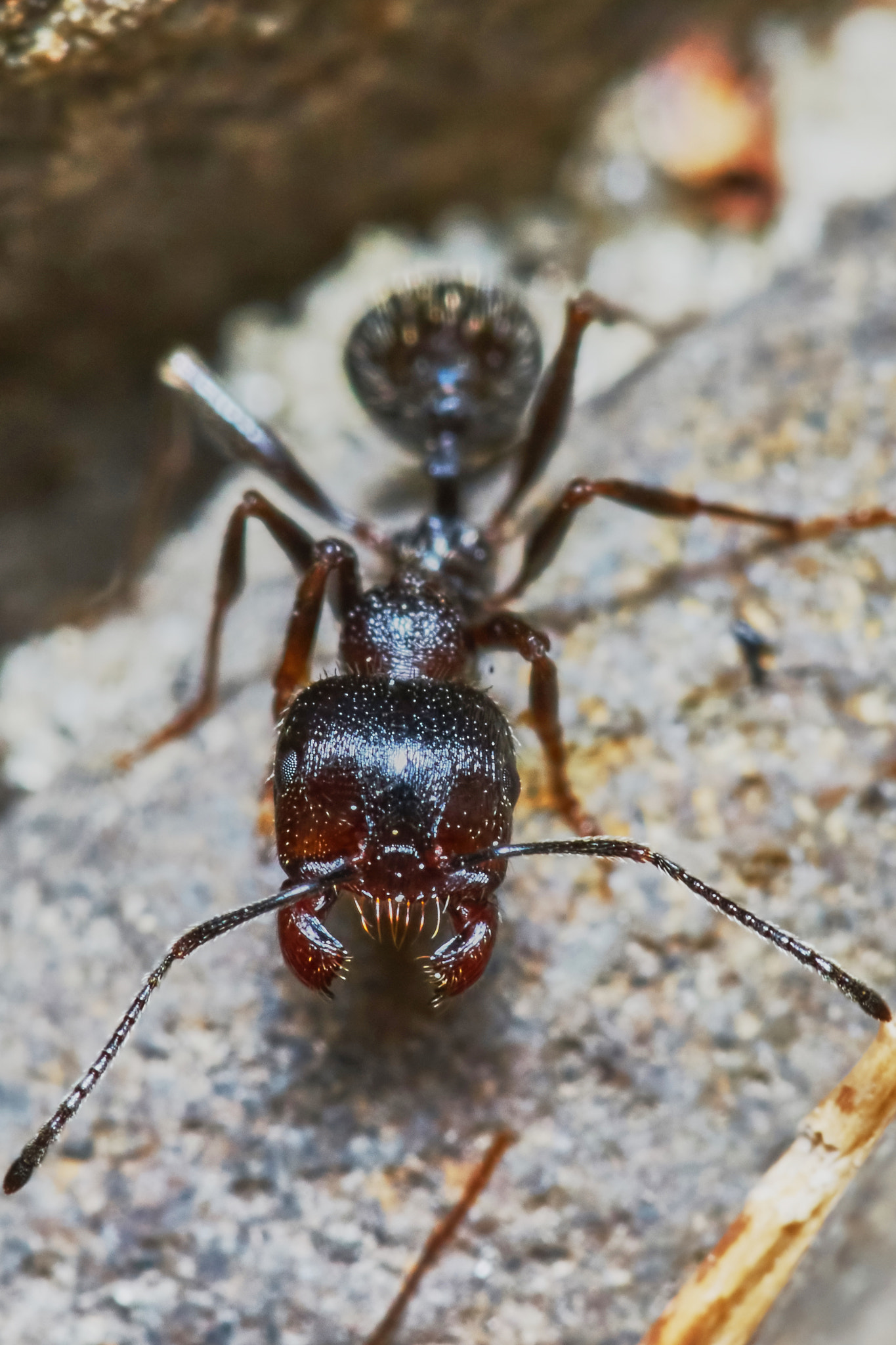 Sony a7 + Tamron SP AF 90mm F2.8 Di Macro sample photo. Ant outside in the garden photography