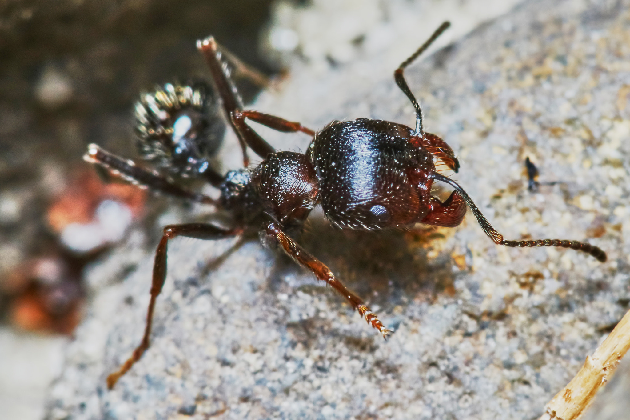 Sony a7 + Tamron SP AF 90mm F2.8 Di Macro sample photo. Ant outside in the garden photography