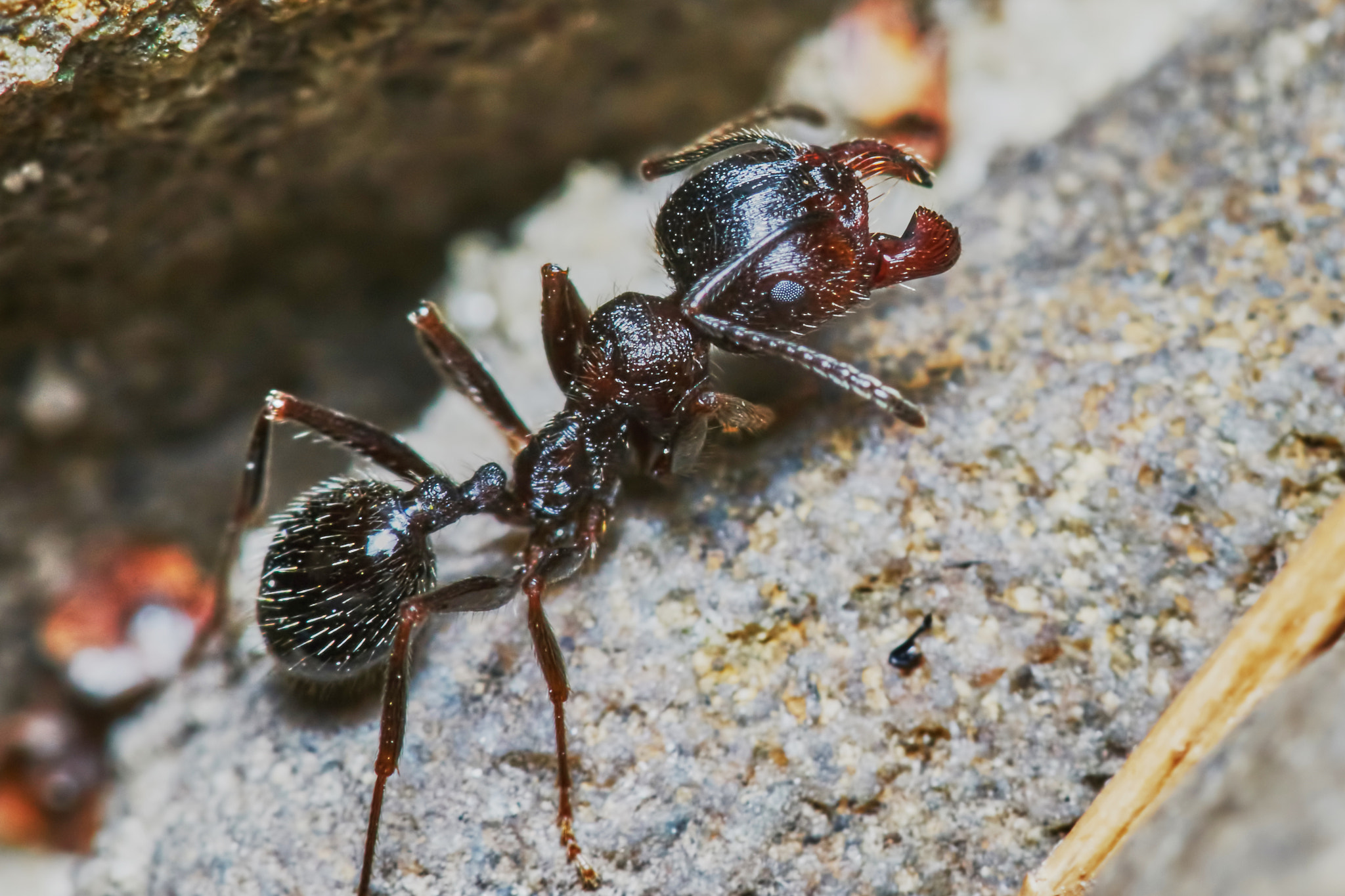 Sony a7 + Tamron SP AF 90mm F2.8 Di Macro sample photo. Ant outside in the garden photography
