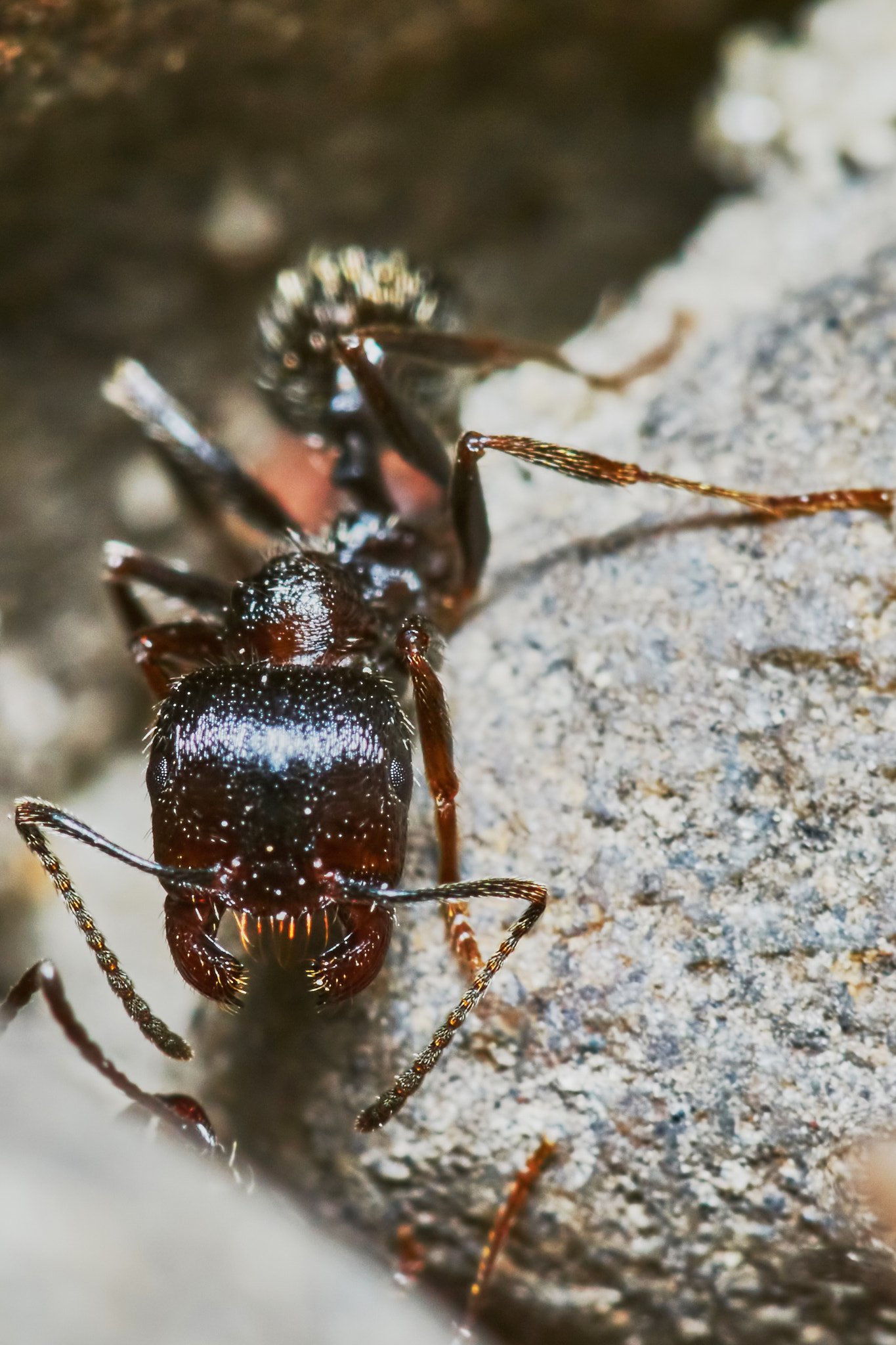 Sony a7 + Tamron SP AF 90mm F2.8 Di Macro sample photo. Ant outside in the garden photography