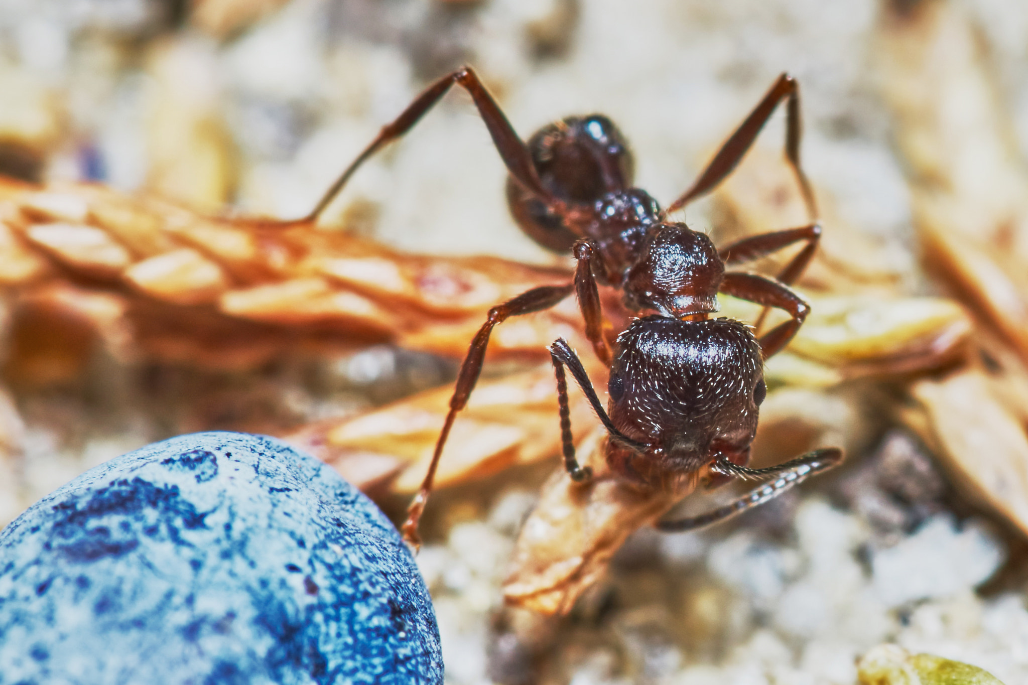 Sony a7 + Tamron SP AF 90mm F2.8 Di Macro sample photo. Ant outside in the garden photography