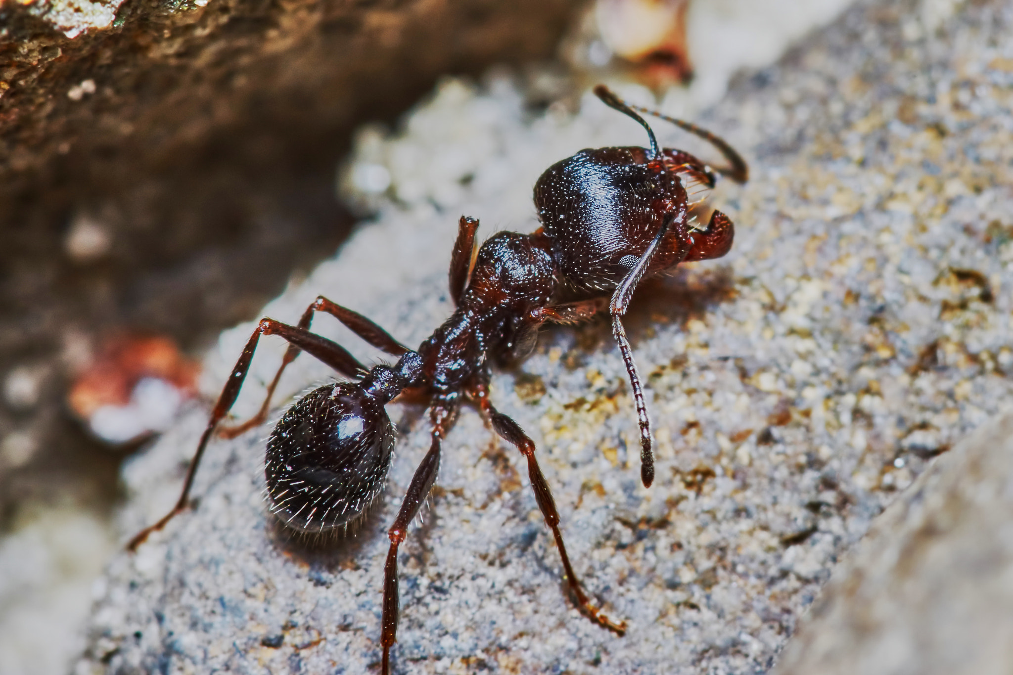 Sony a7 + Tamron SP AF 90mm F2.8 Di Macro sample photo. Ant outside in the garden photography