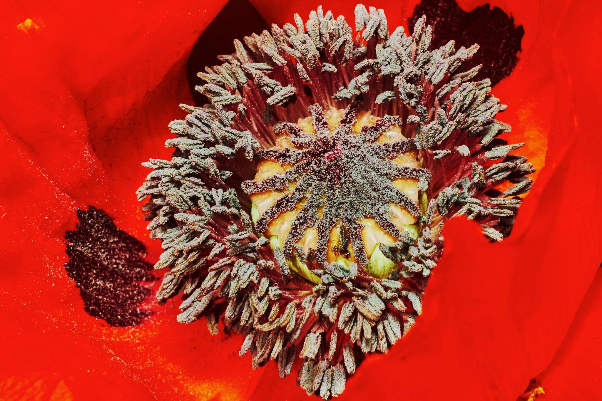 Sony a7 + Tamron SP AF 90mm F2.8 Di Macro sample photo. Decorative poppy photography