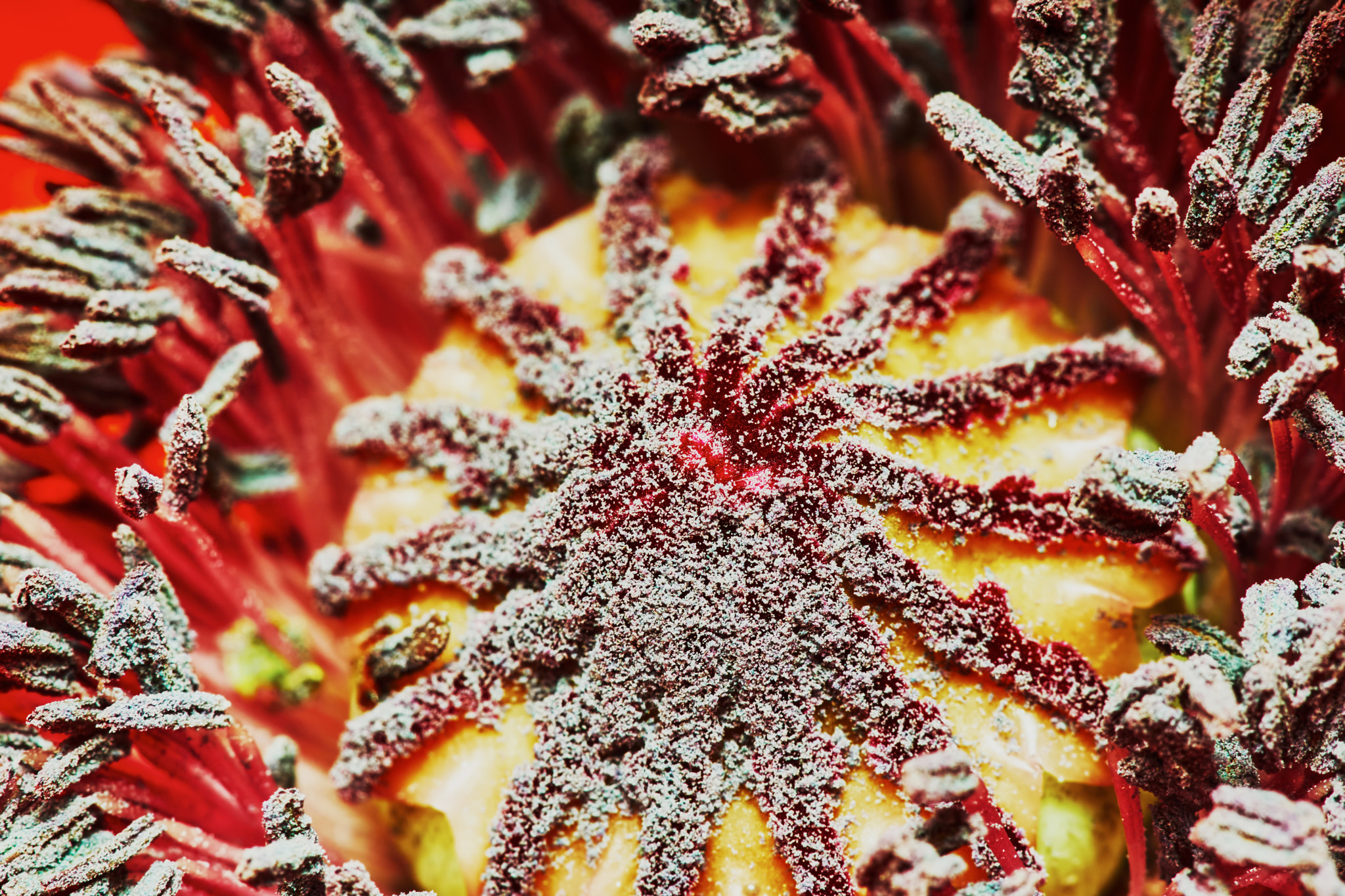 Sony a7 + Tamron SP AF 90mm F2.8 Di Macro sample photo. Decorative poppy photography