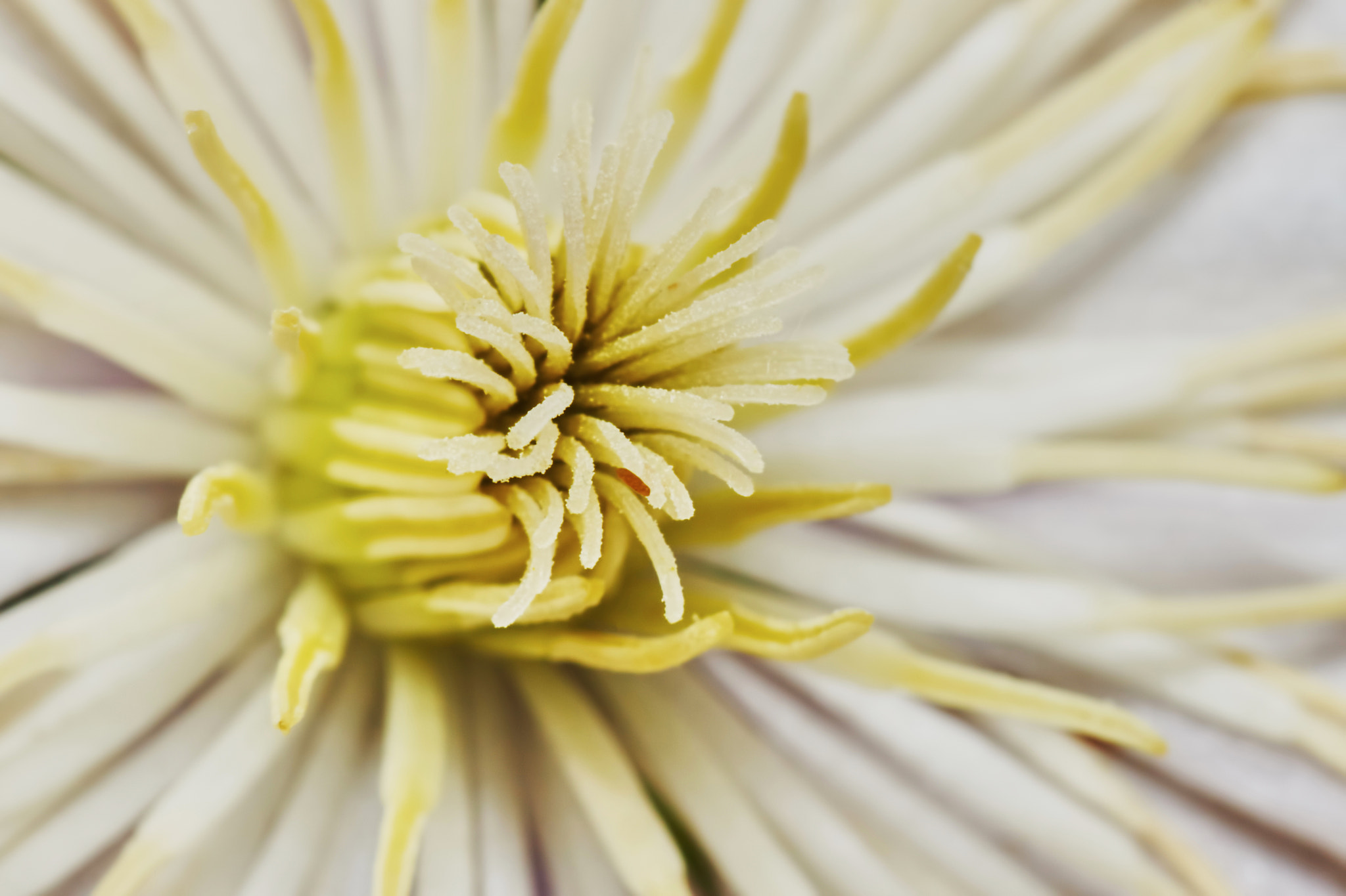 Sony a7 + Tamron SP AF 90mm F2.8 Di Macro sample photo. Close-up yellow clematis photography