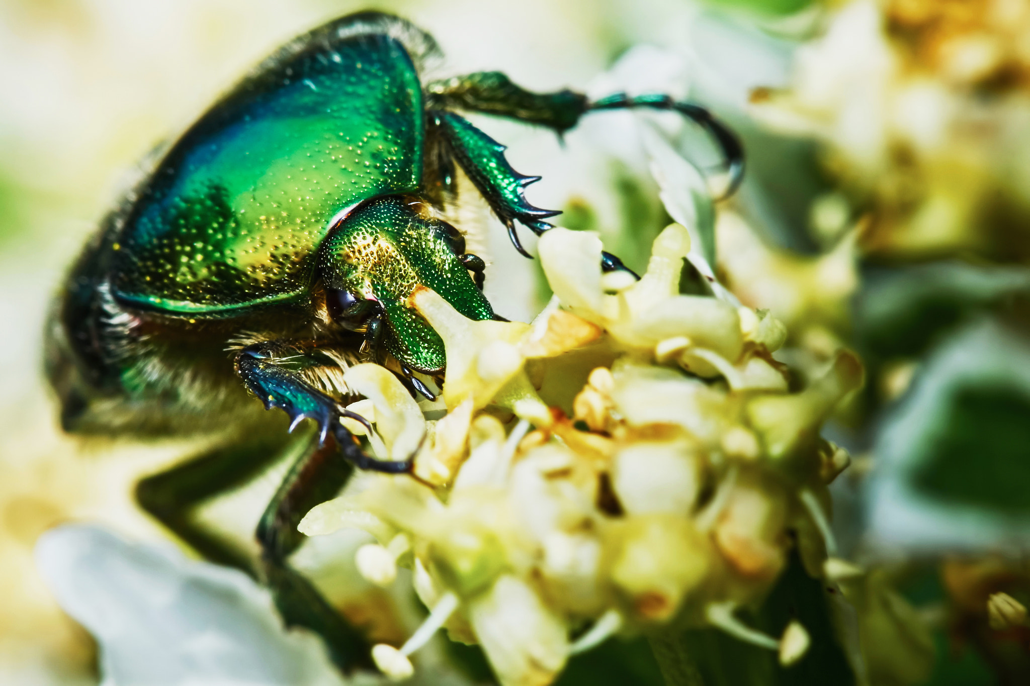 Sony a7 + Tamron SP AF 90mm F2.8 Di Macro sample photo. Green chafer photography