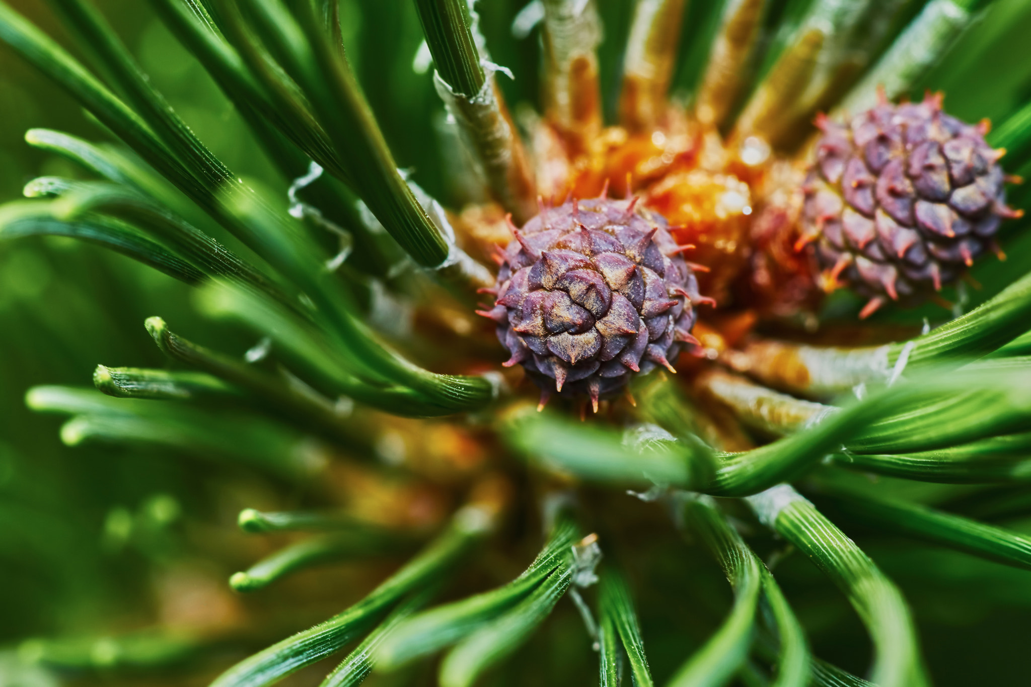 Sony a7 + Tamron SP AF 90mm F2.8 Di Macro sample photo. Emerging pine cone photography