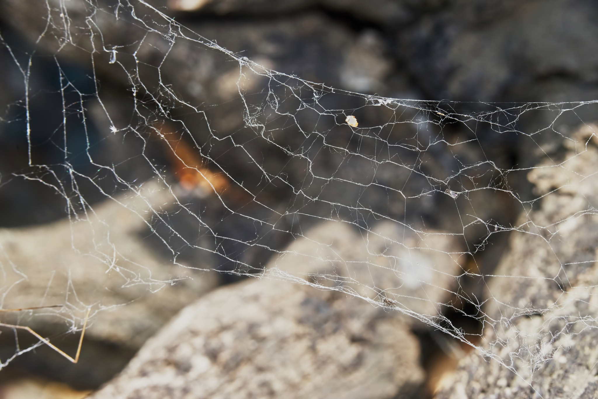 150mm F2.8 sample photo. Web garden photography
