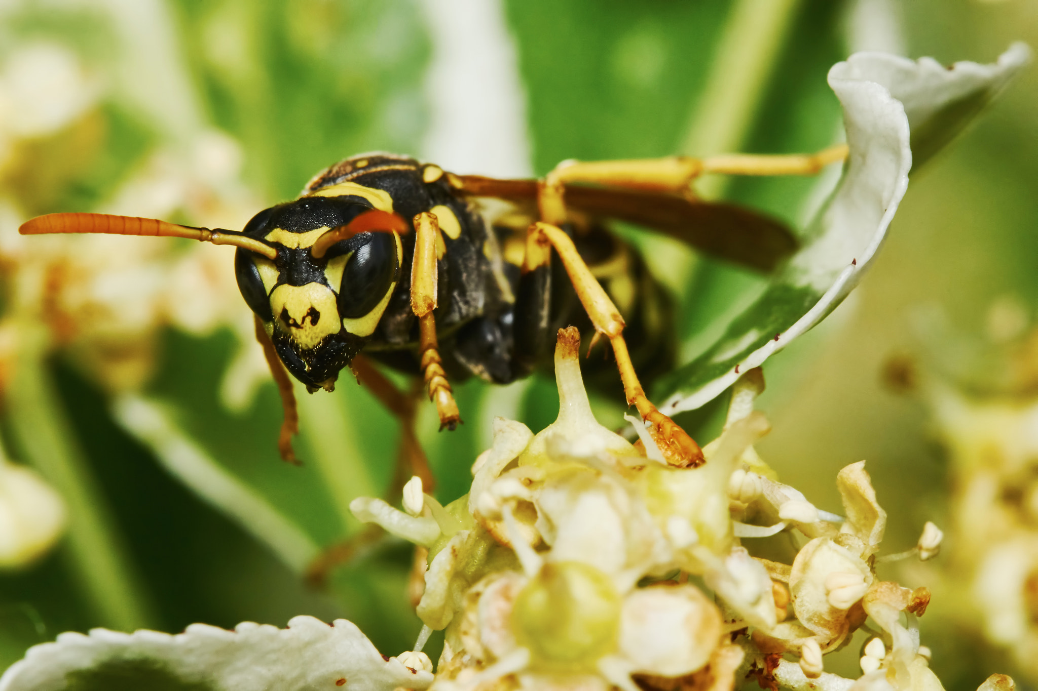 150mm F2.8 sample photo. Wasp on a flowering tree photography