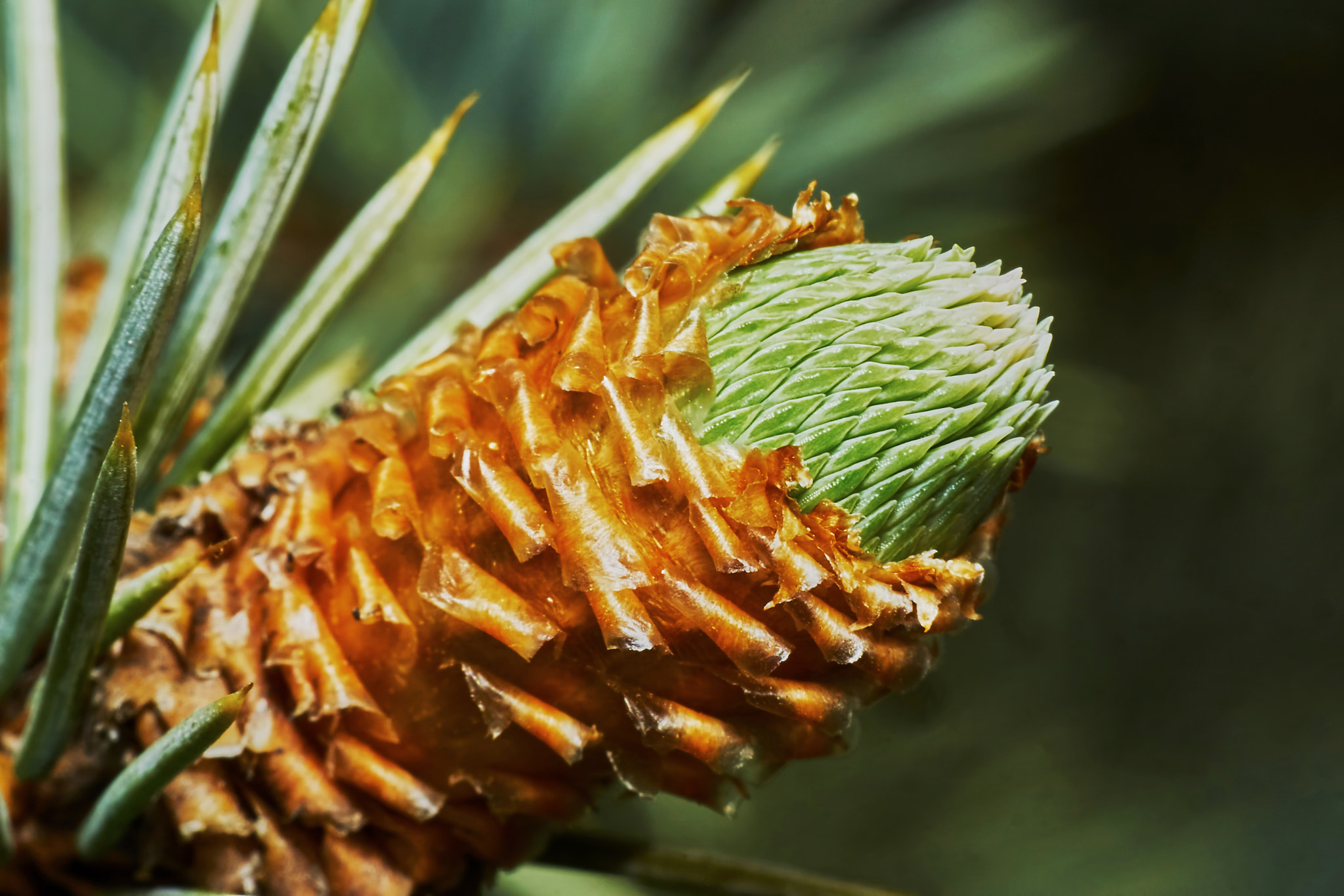 Sony ILCA-77M2 + Tamron SP AF 90mm F2.8 Di Macro sample photo. Emerging fir cone photography