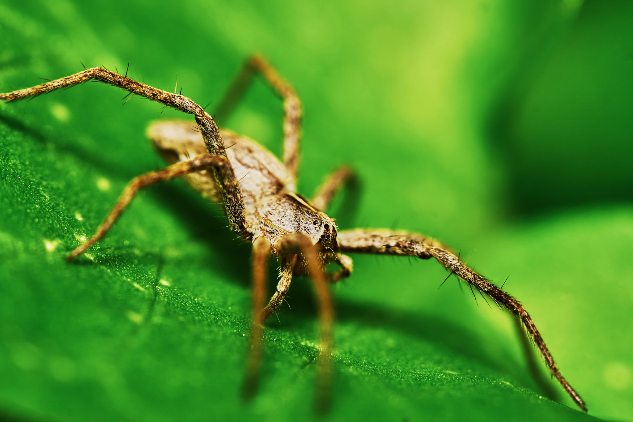 Sony ILCA-77M2 + 150mm F2.8 sample photo. Spider on a green leaf photography