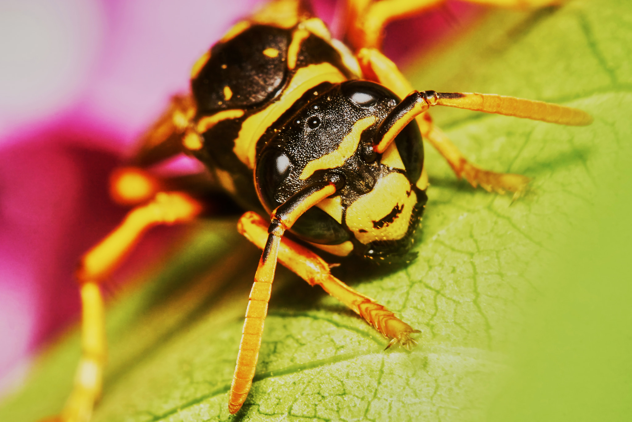 Sony ILCA-77M2 + 150mm F2.8 sample photo. Wasp sitting on a leaf photography