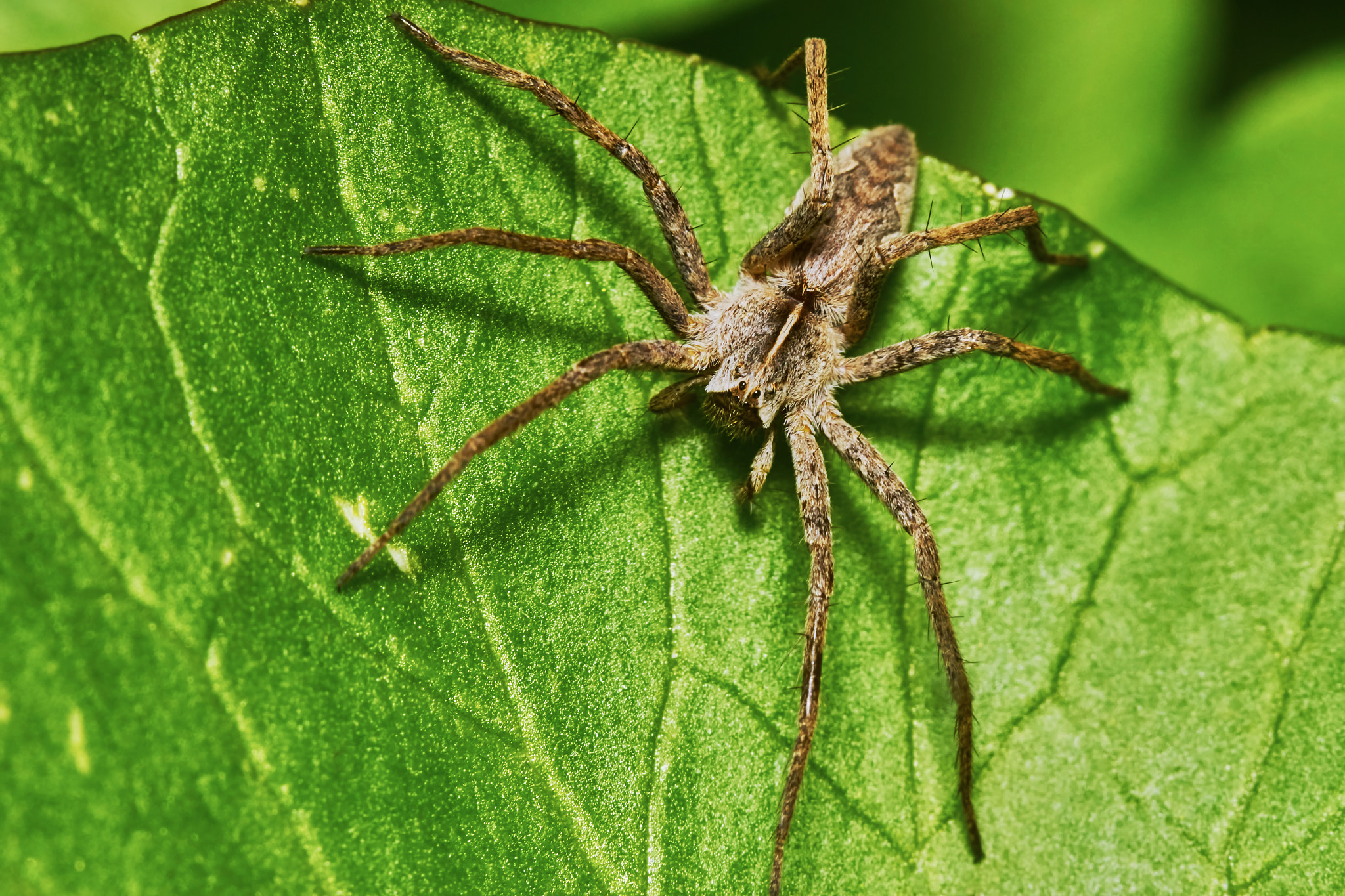 Sony ILCA-77M2 + 150mm F2.8 sample photo. Spider on a green leaf photography