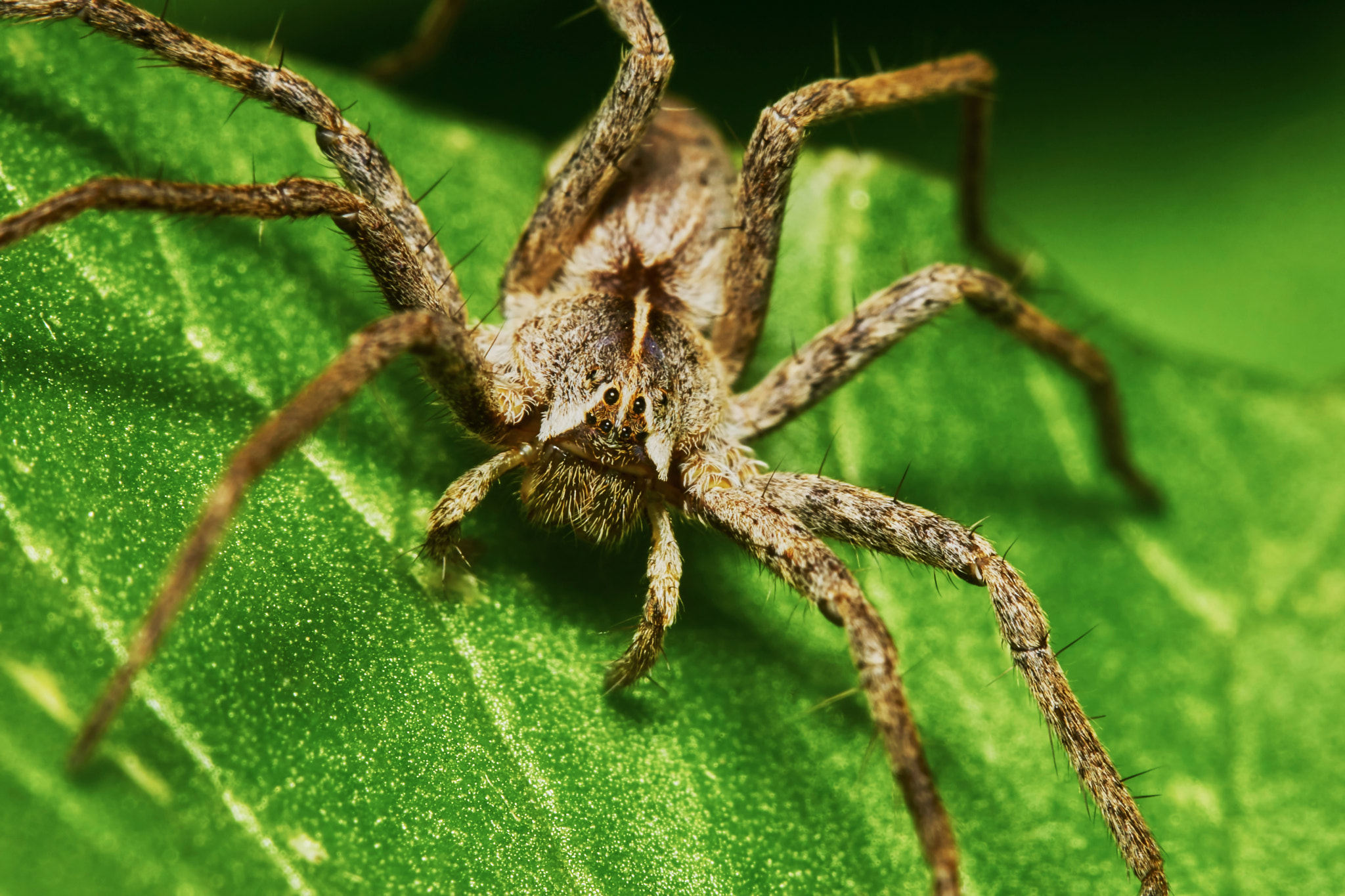 Sony ILCA-77M2 + 150mm F2.8 sample photo. Spider on a green leaf photography