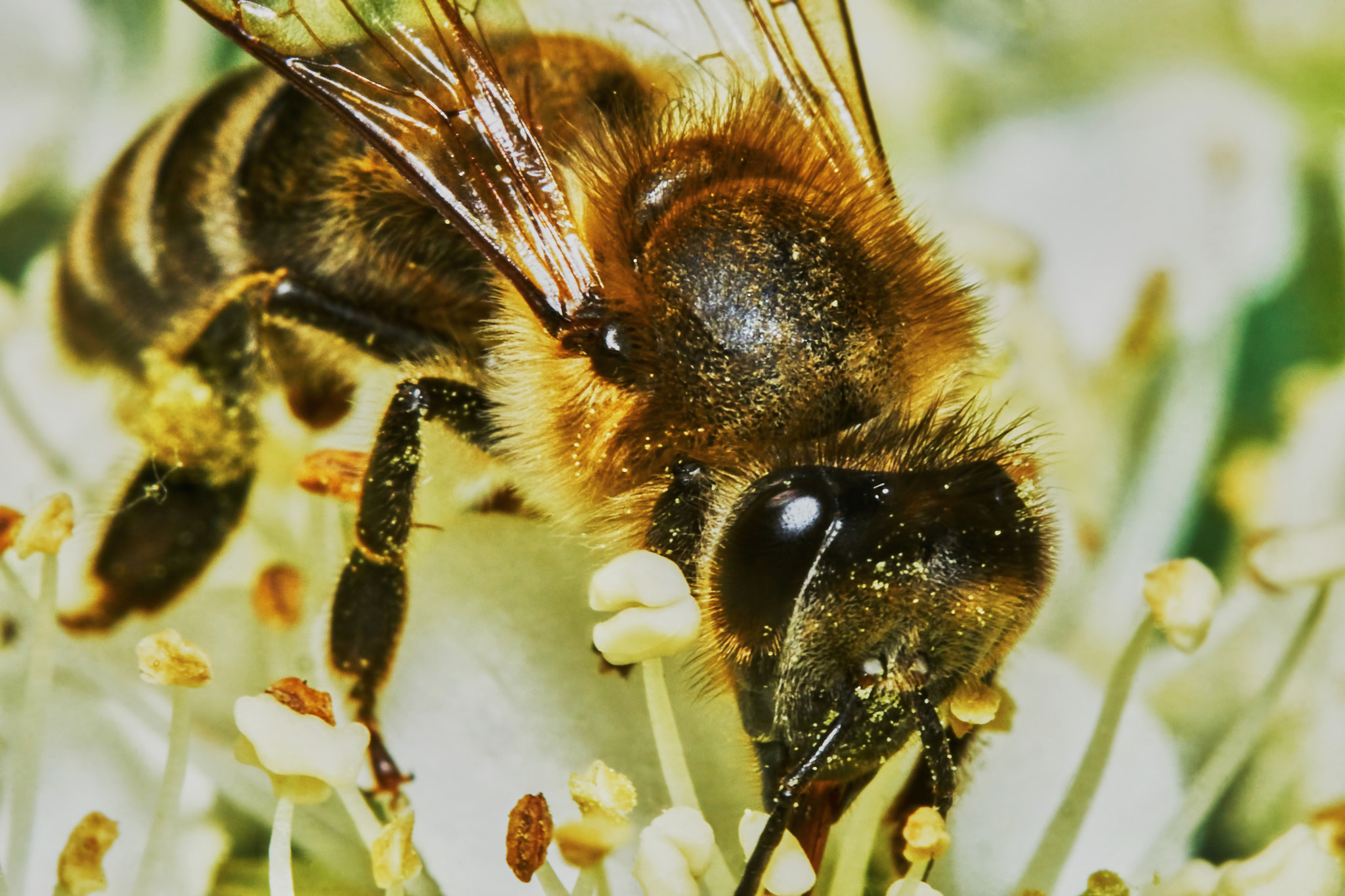 Sony ILCA-77M2 + 150mm F2.8 sample photo. Bee on flowering shrubs photography