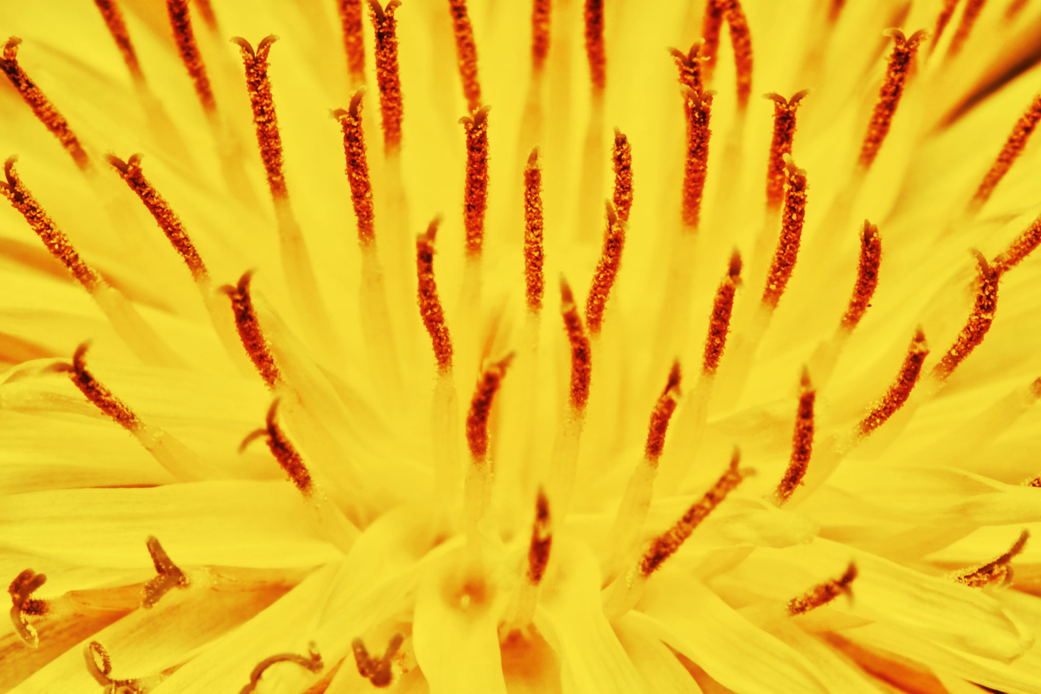 Sony ILCA-77M2 + 150mm F2.8 sample photo. Yellow dandelion photography
