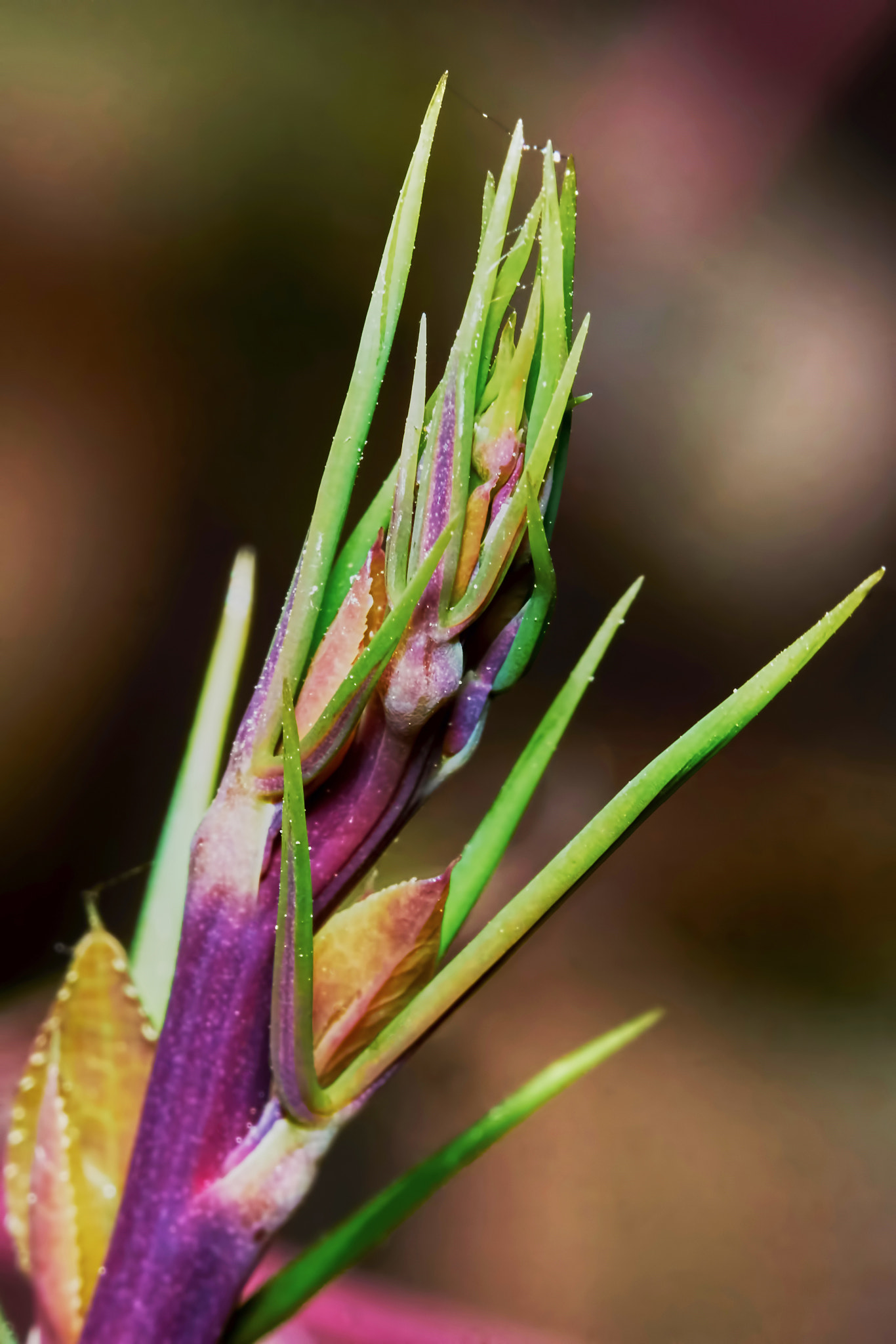 Sony ILCA-77M2 + 150mm F2.8 sample photo. Branch barberry photography