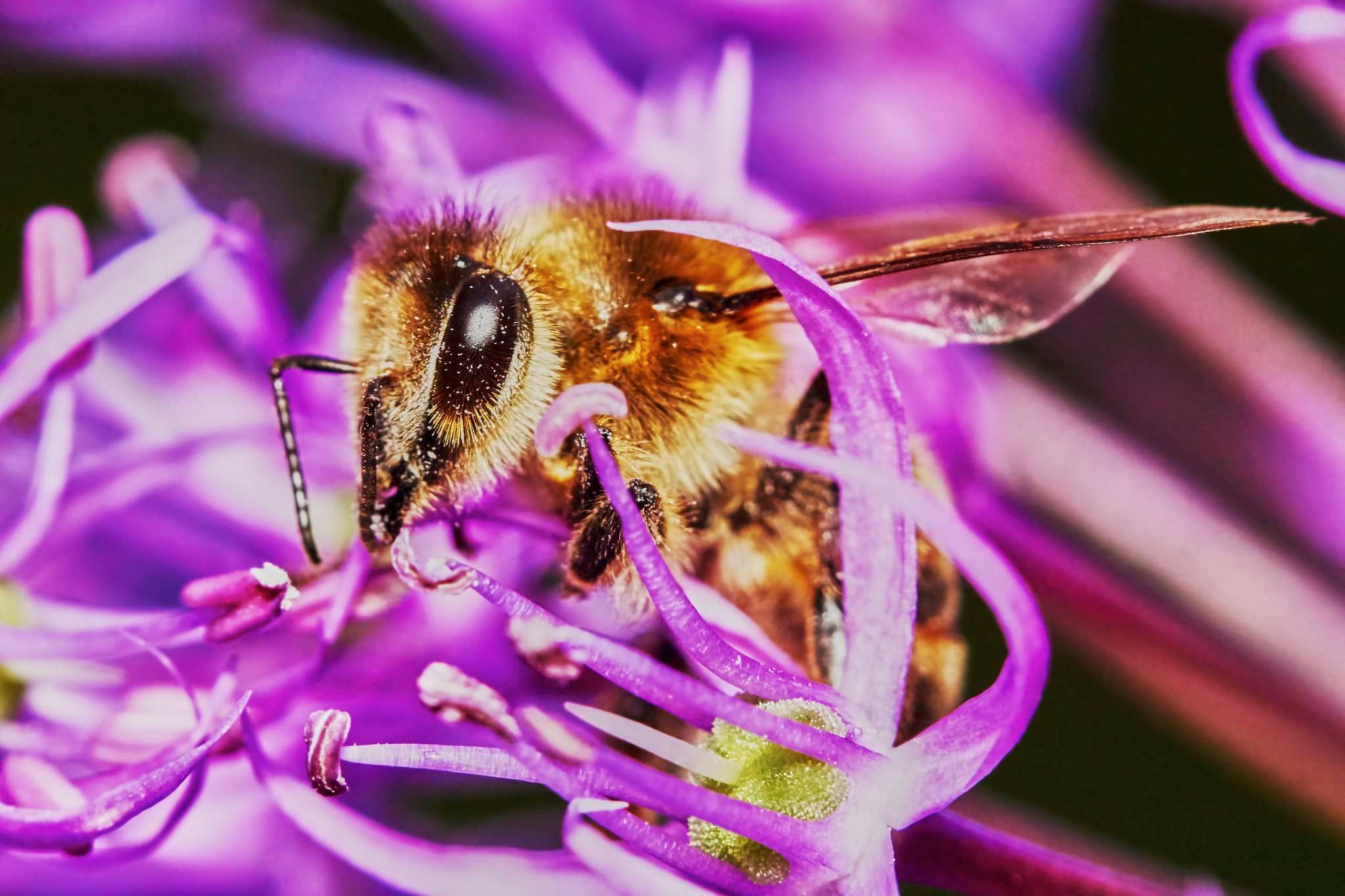 Sony ILCA-77M2 + 150mm F2.8 sample photo. Bee on the allium flower photography