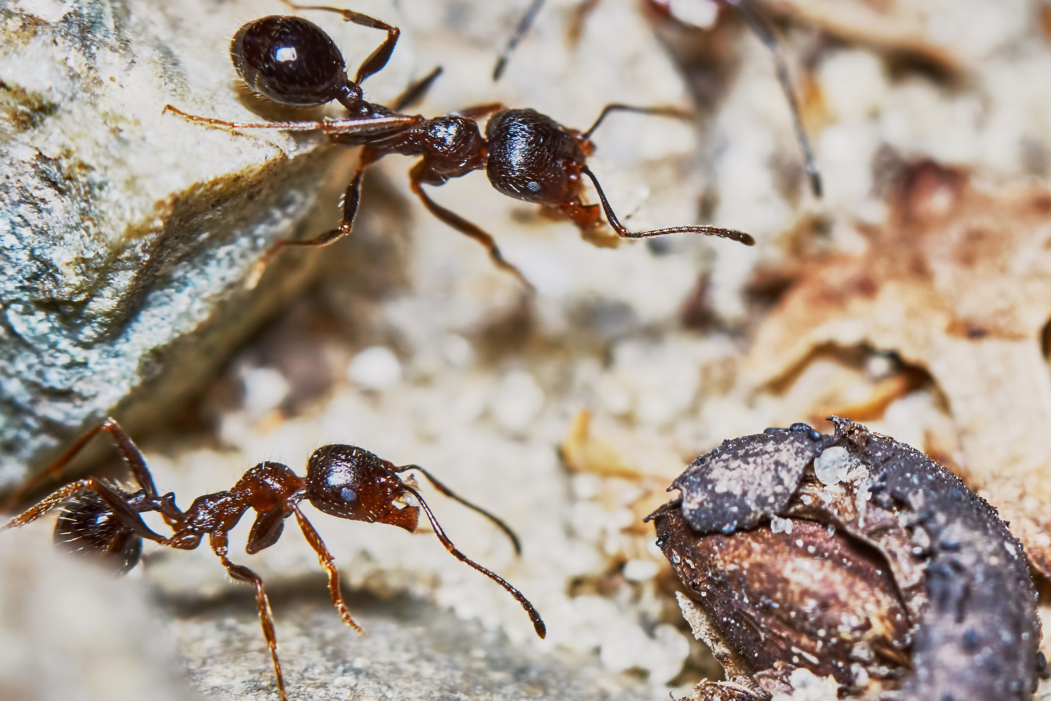 Sony ILCA-77M2 + 150mm F2.8 sample photo. Ant outside in the garden photography