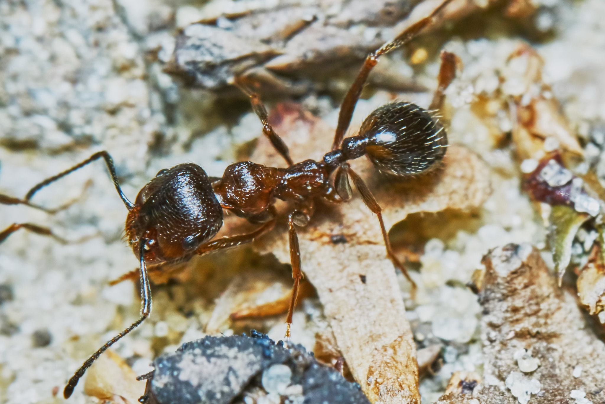 Sony ILCA-77M2 + 150mm F2.8 sample photo. Ant outside in the garden photography