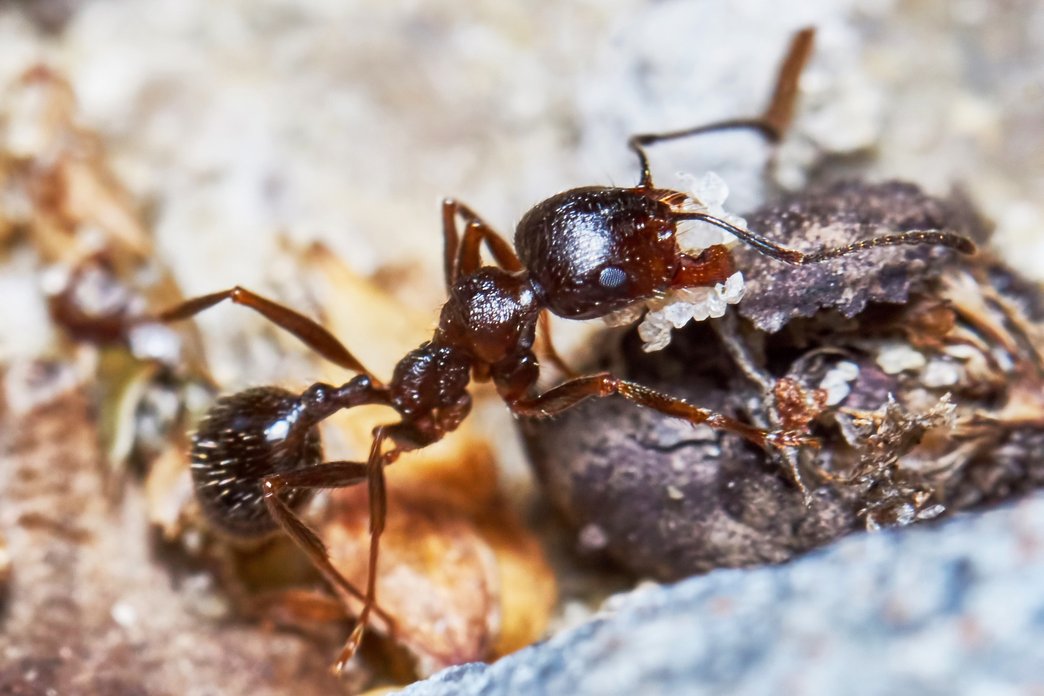 Sony ILCA-77M2 + 150mm F2.8 sample photo. Ant outside in the garden photography