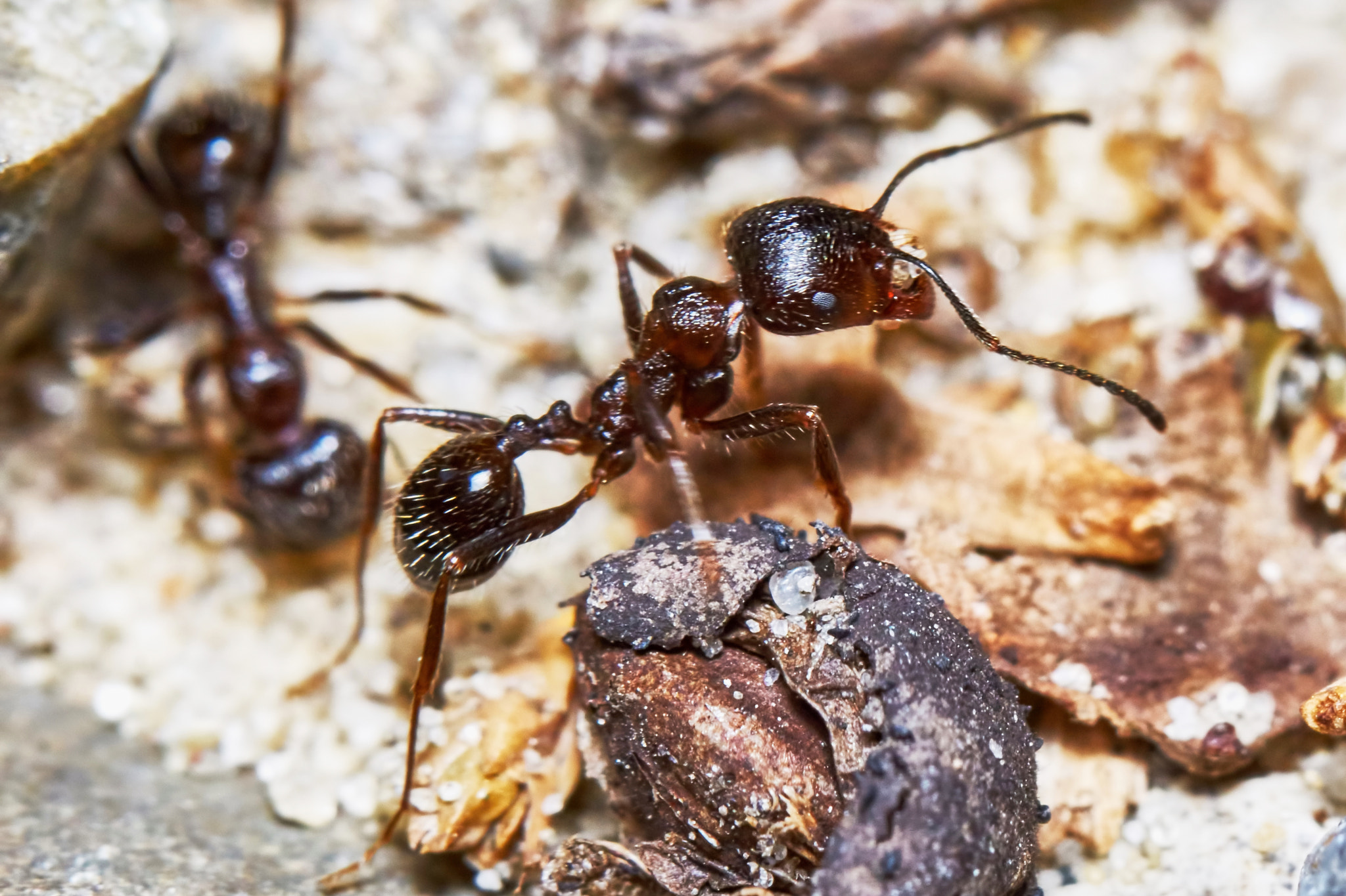 Sony ILCA-77M2 + 150mm F2.8 sample photo. Two ants outside in the garden photography