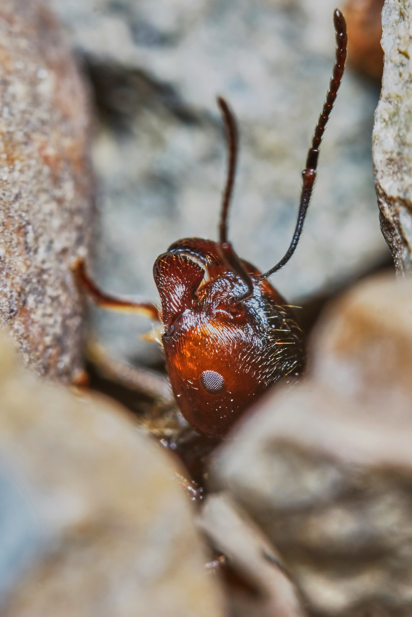 Sony ILCA-77M2 + 150mm F2.8 sample photo. Ant outside in the garden photography