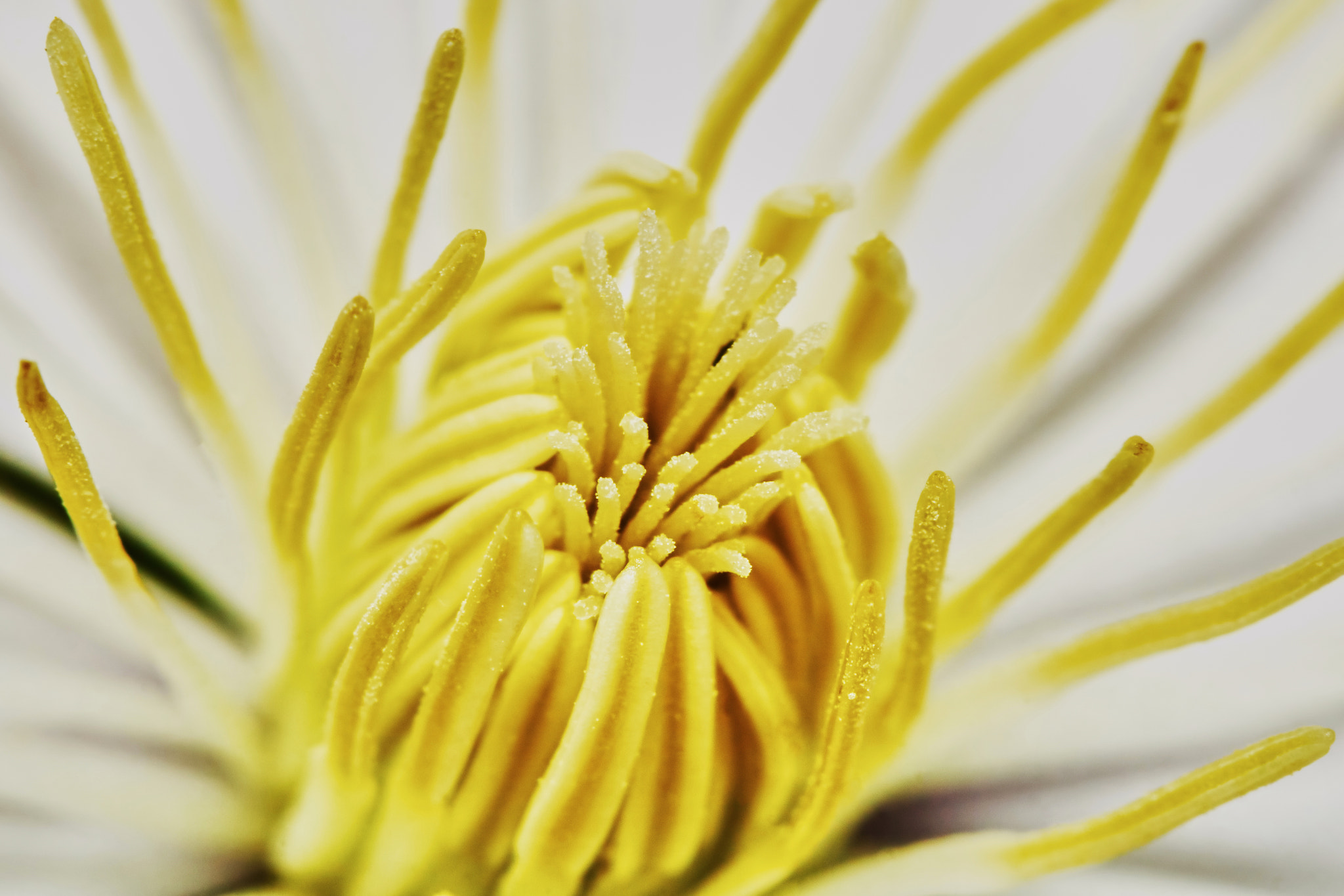 Sony ILCA-77M2 + 150mm F2.8 sample photo. Close-up yellow clematis photography