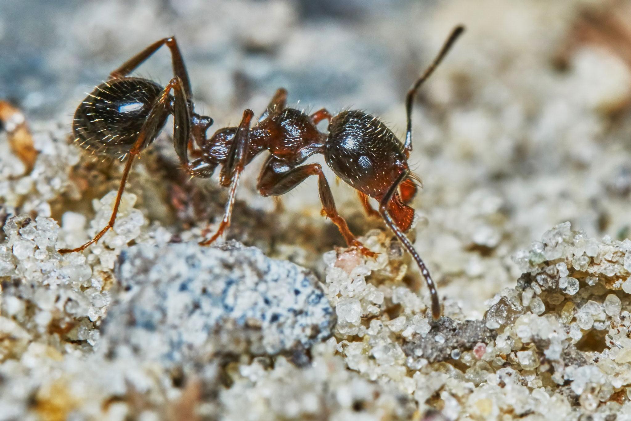 Sony ILCA-77M2 + 150mm F2.8 sample photo. Ant outside in the garden photography