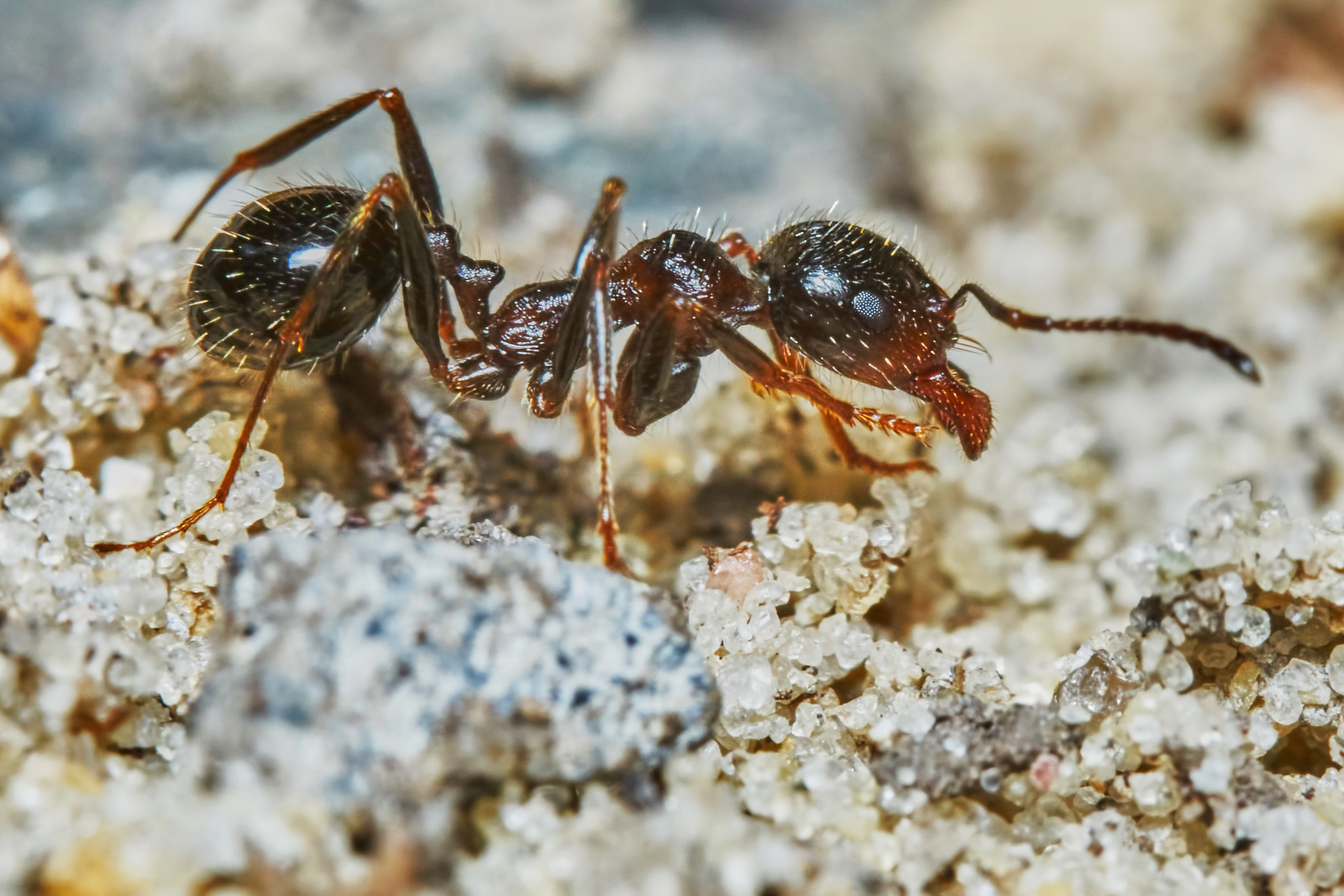 Sony ILCA-77M2 + 150mm F2.8 sample photo. Ant outside in the garden photography