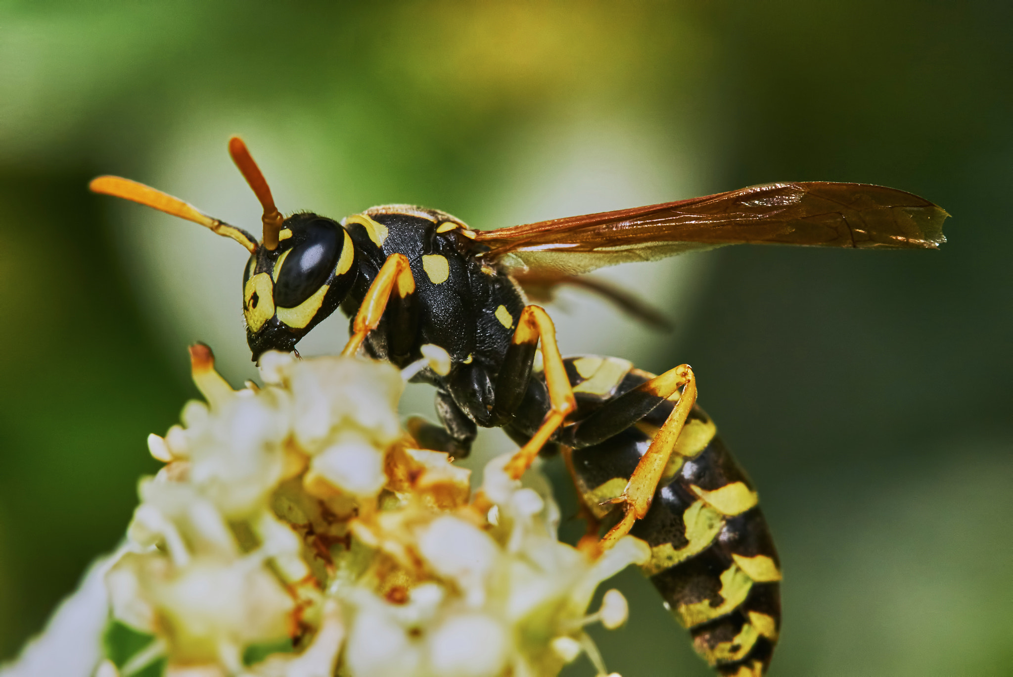 150mm F2.8 sample photo. Wasp on a flowering tree photography