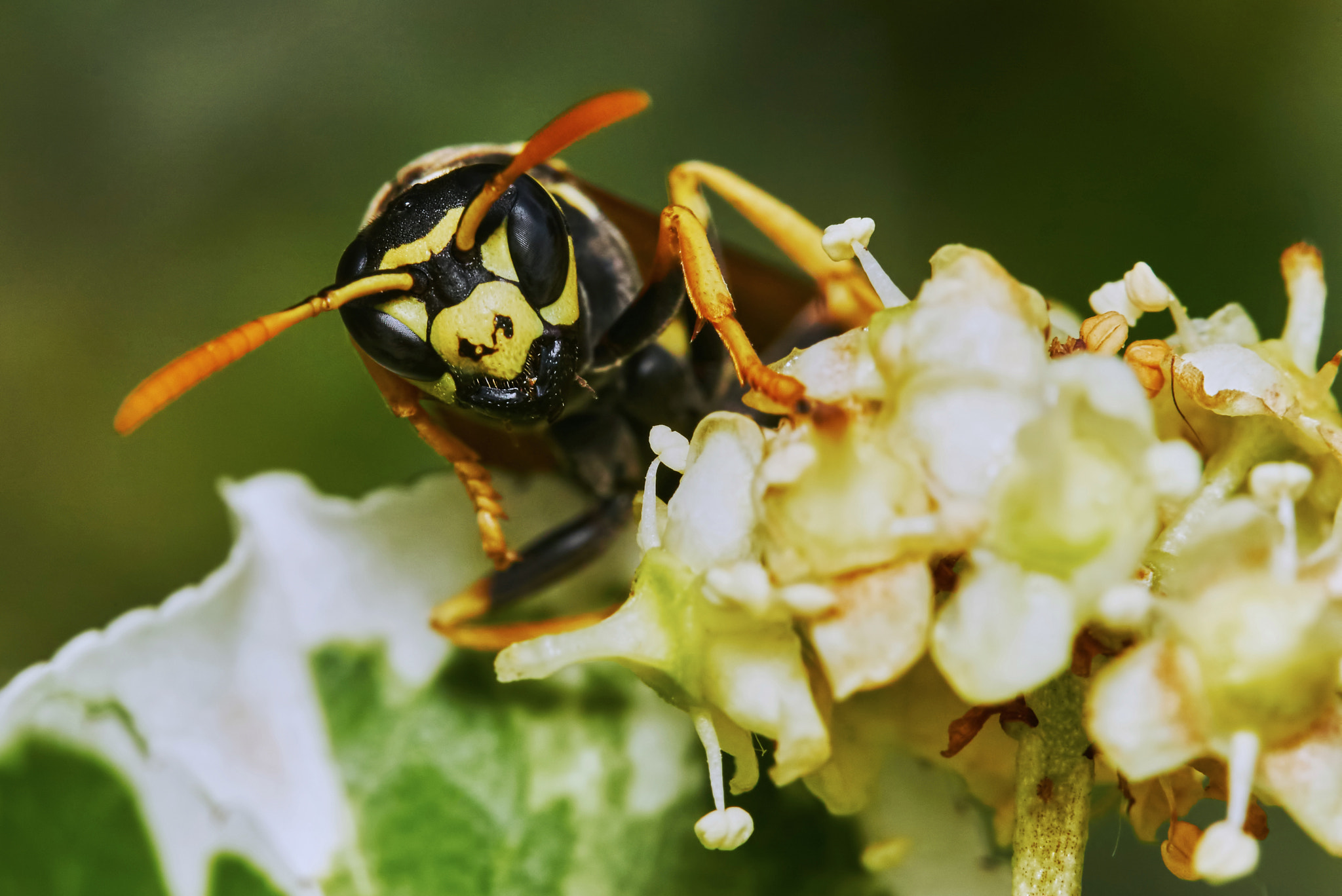 150mm F2.8 sample photo. Wasp on a flowering tree photography