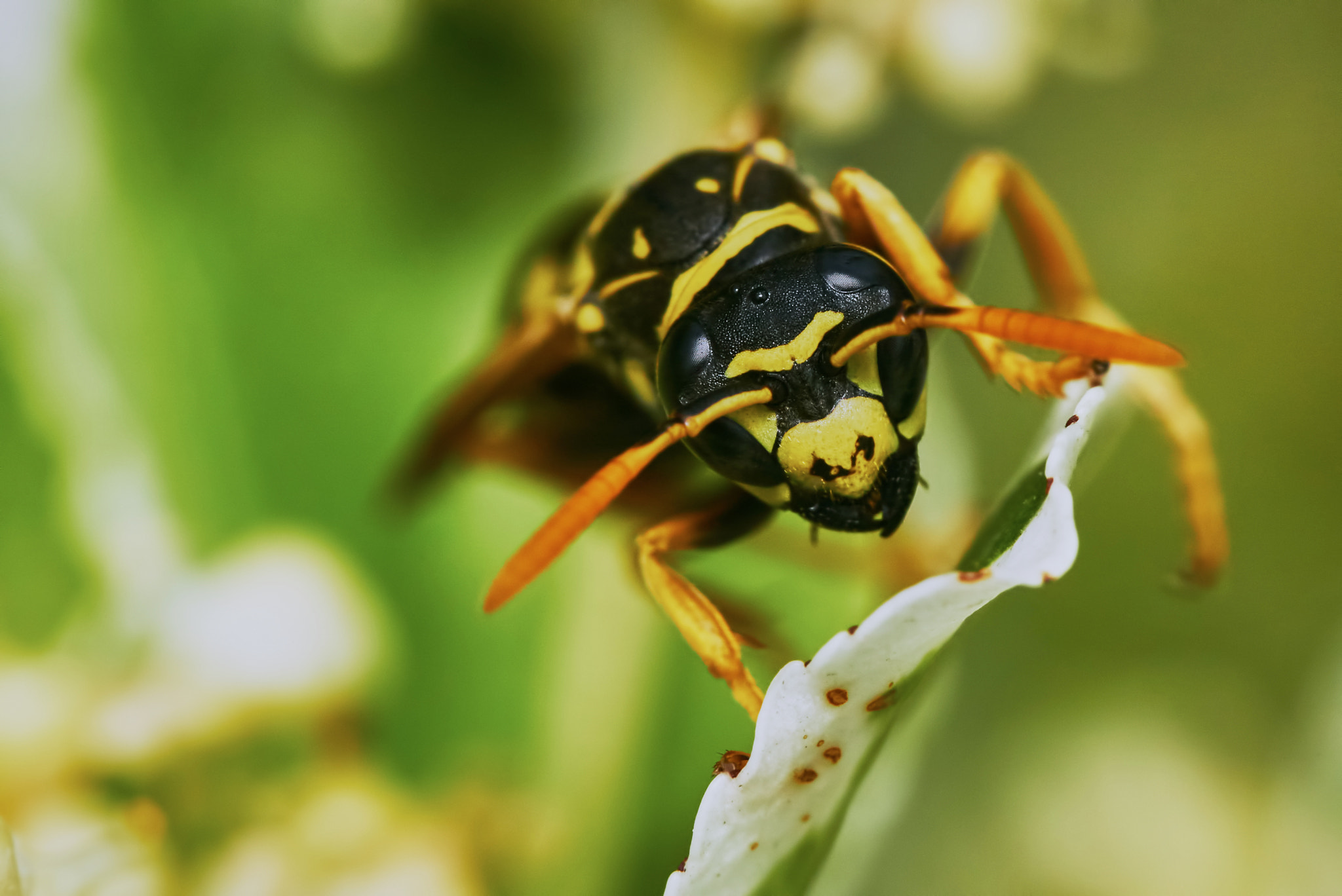 150mm F2.8 sample photo. Wasp sitting on a leaf photography