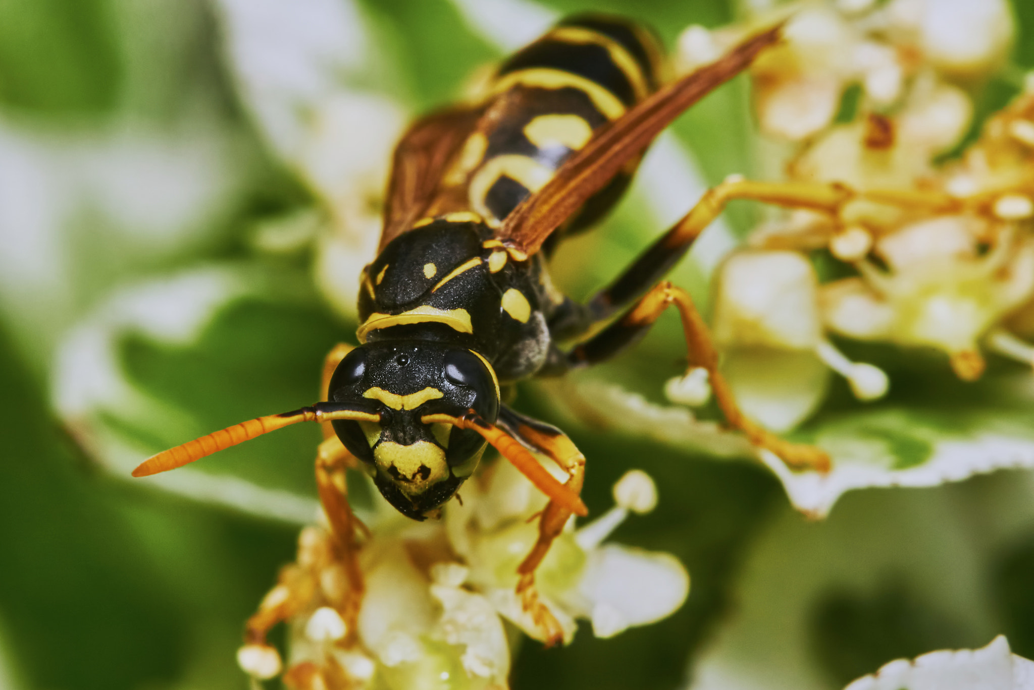 150mm F2.8 sample photo. Wasp on a flowering tree photography