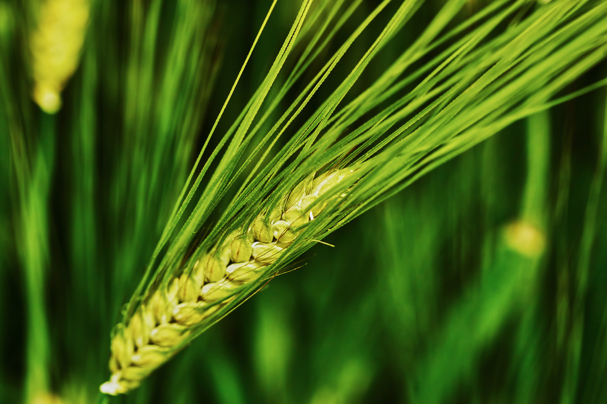 Sony ILCA-77M2 + 150mm F2.8 sample photo. Green barley spike photography