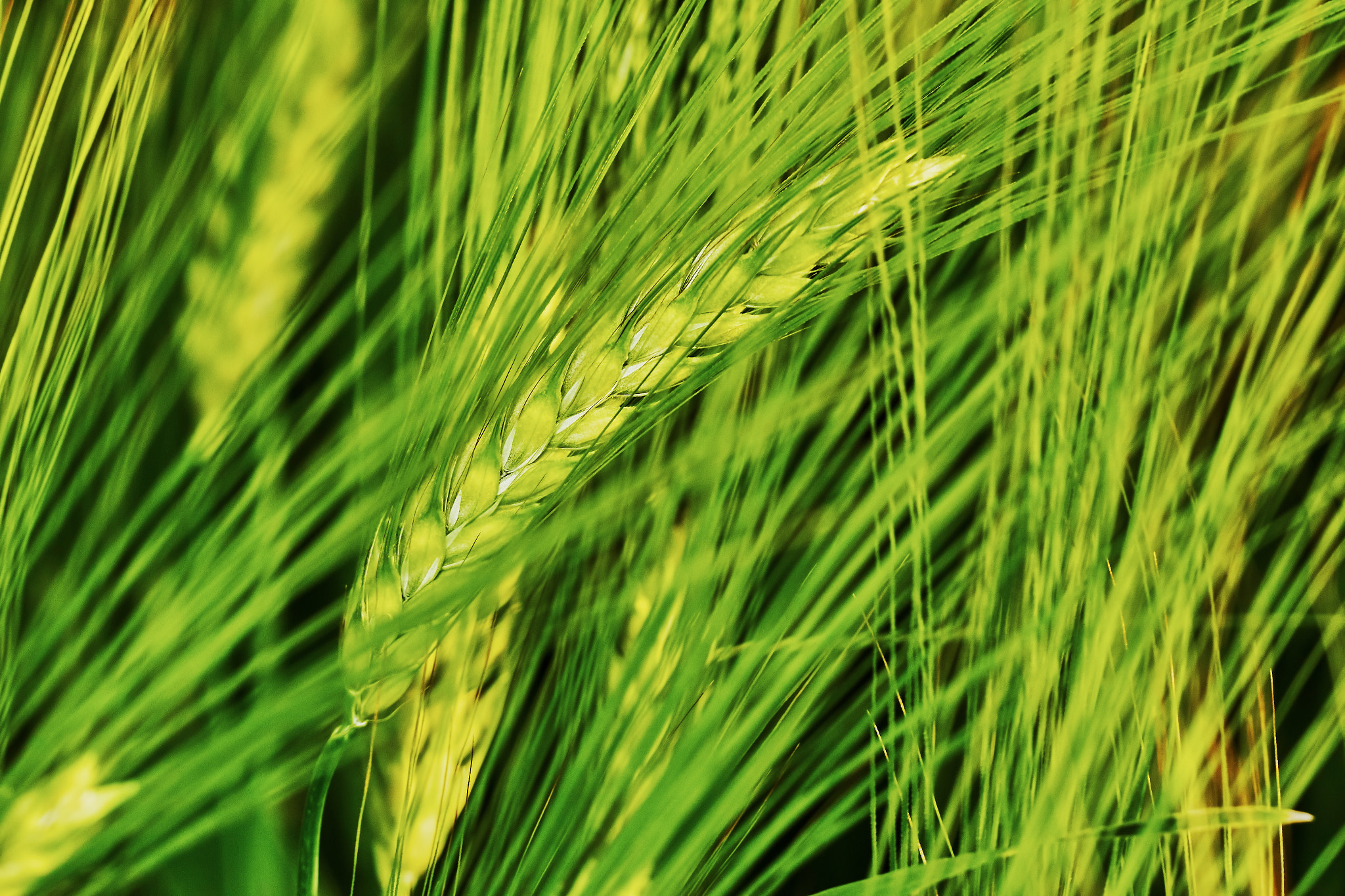 Sony ILCA-77M2 + 150mm F2.8 sample photo. Green field of barley photography