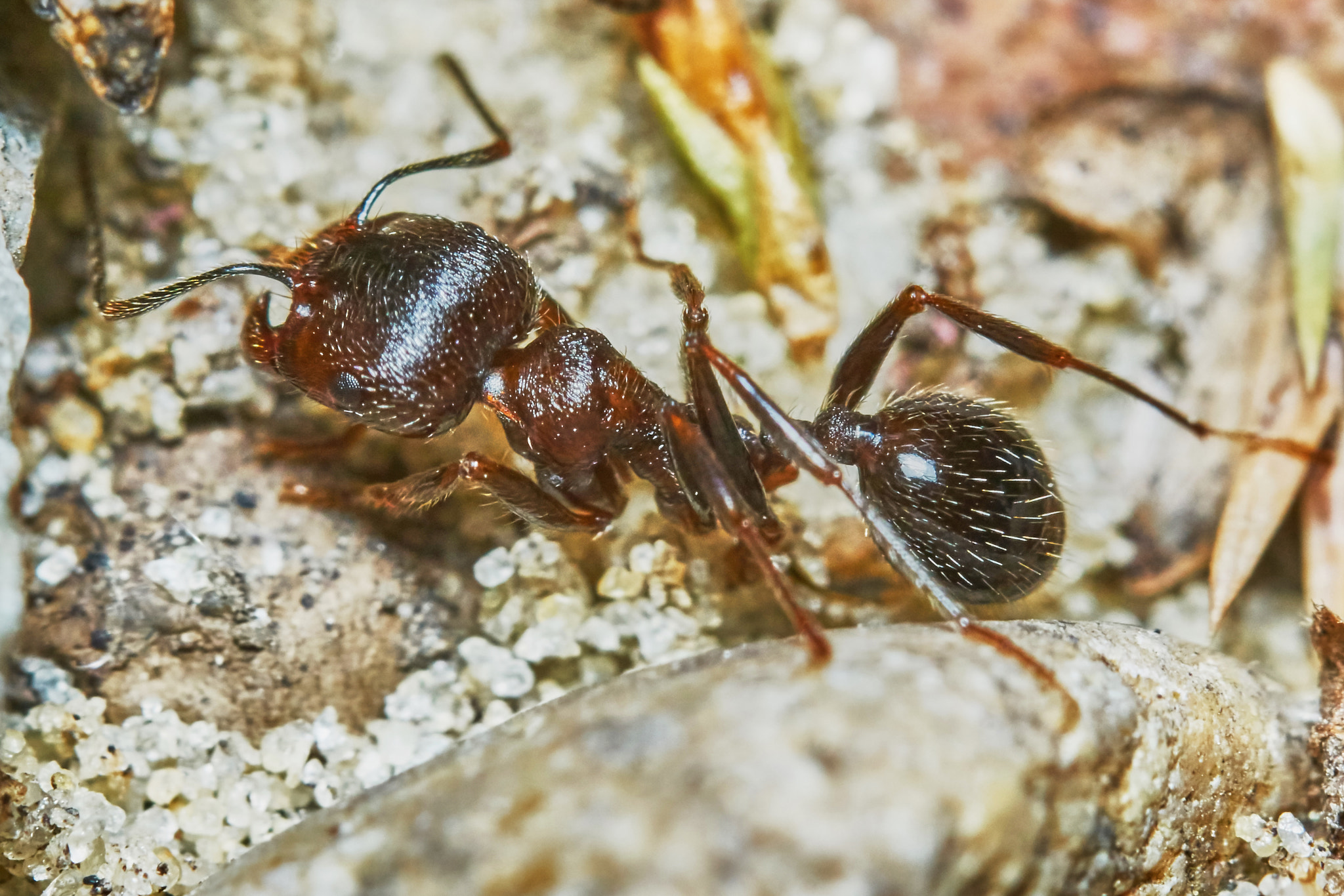 Sony ILCA-77M2 + 150mm F2.8 sample photo. Ant outside in the garden photography