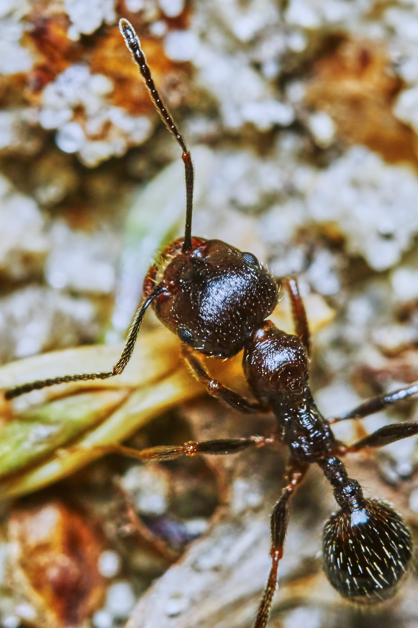 Sony ILCA-77M2 + 150mm F2.8 sample photo. Ant outside in the garden photography