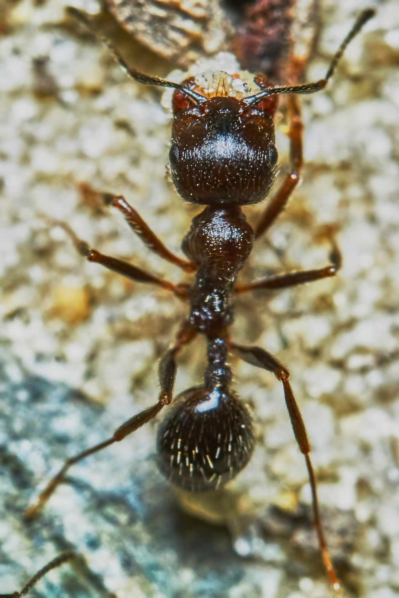 Sony ILCA-77M2 + 150mm F2.8 sample photo. Ant outside in the garden photography