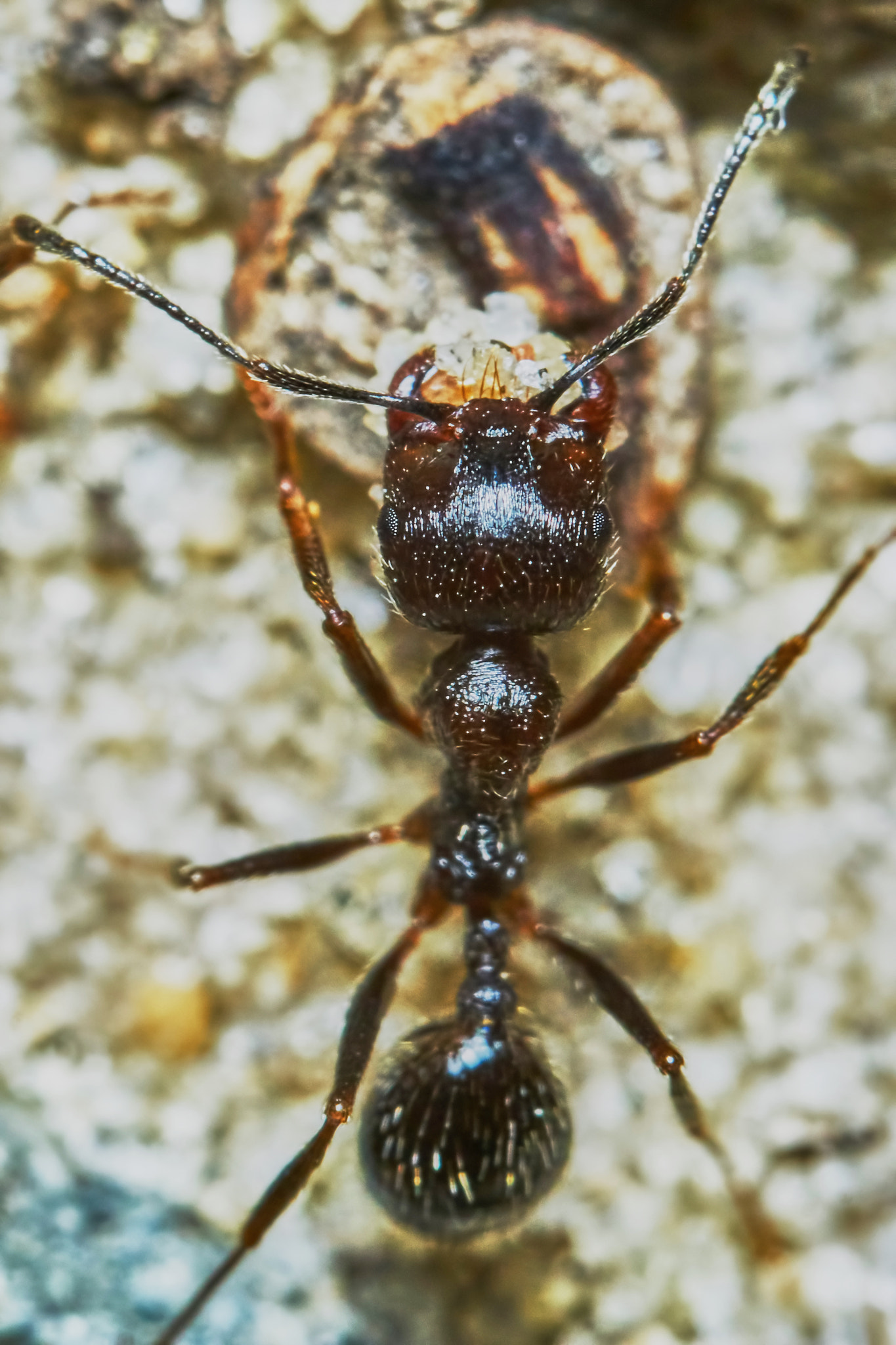 Sony ILCA-77M2 + 150mm F2.8 sample photo. Ant outside in the garden photography