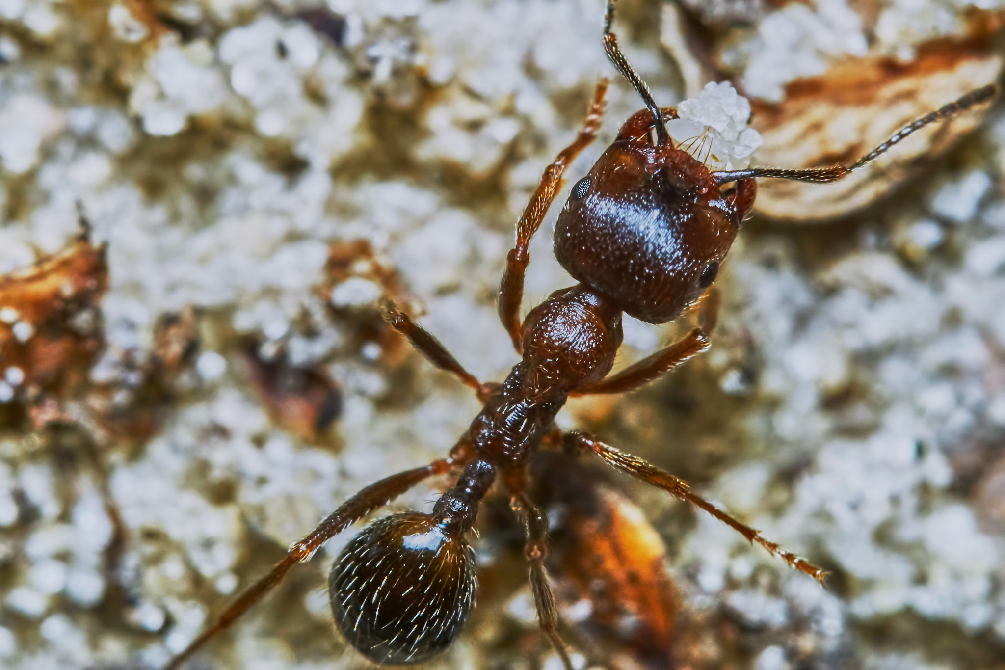 Sony ILCA-77M2 + 150mm F2.8 sample photo. Ant outside in the garden photography