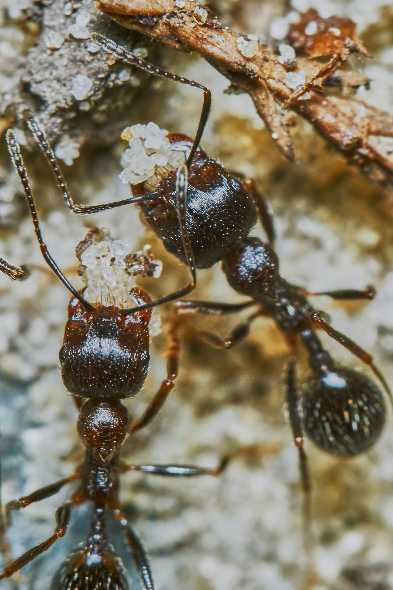 Sony ILCA-77M2 + 150mm F2.8 sample photo. Two ants outside in the garden photography