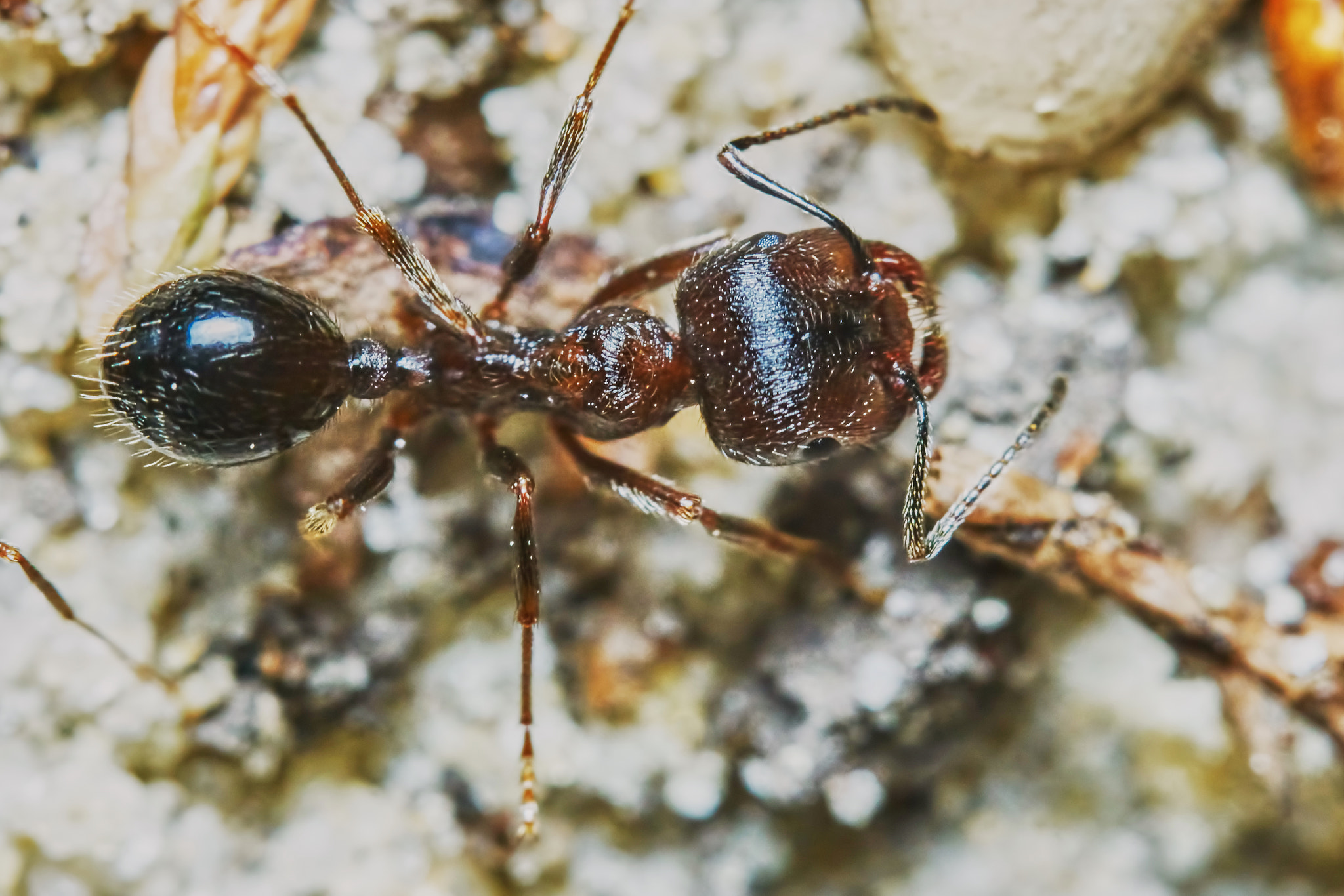 Sony ILCA-77M2 + 150mm F2.8 sample photo. Ant outside in the garden photography