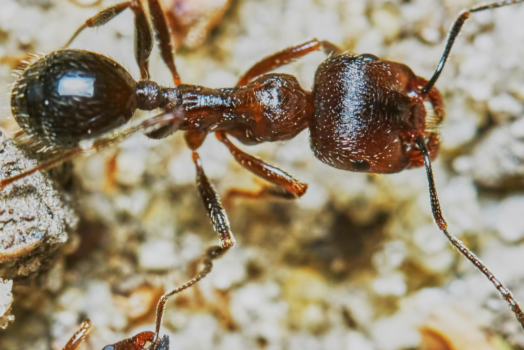 Sony ILCA-77M2 + 150mm F2.8 sample photo. Ant outside in the garden photography