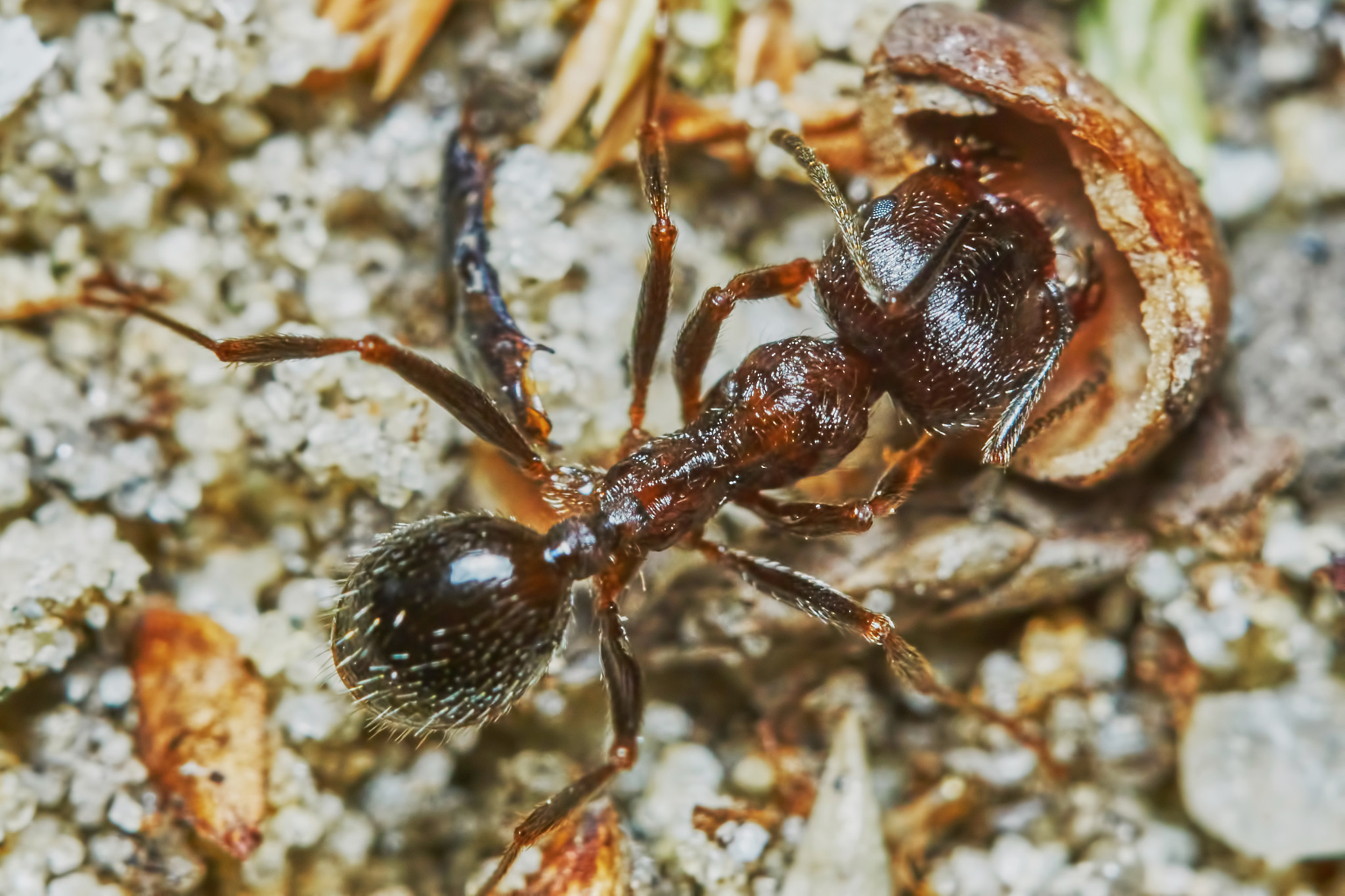 Sony ILCA-77M2 + 150mm F2.8 sample photo. Ant outside in the garden photography