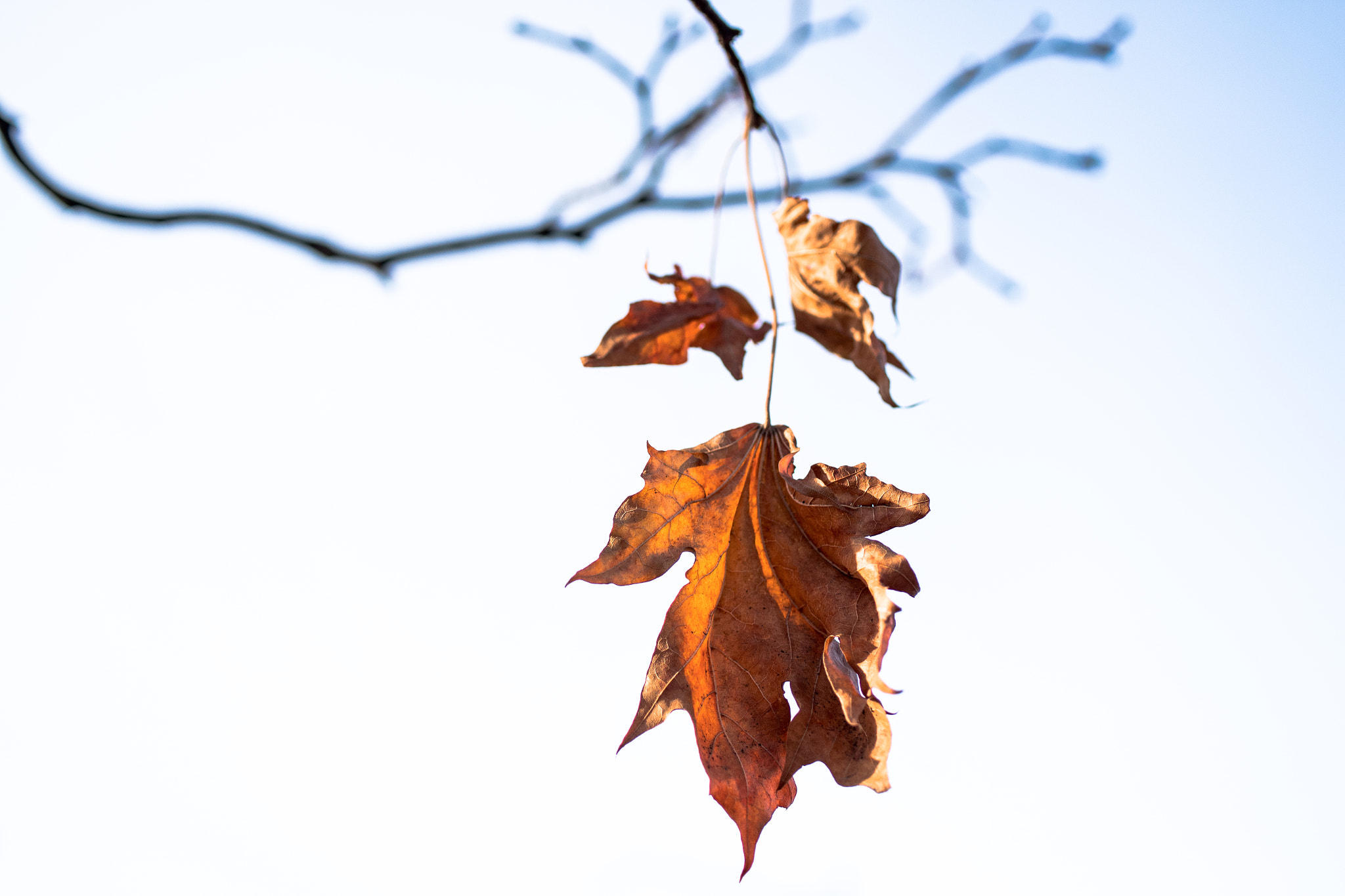 Pentax K-S2 + HD Pentax DA 35mm F2.8 Macro Limited sample photo. Golden maple leaves. photography