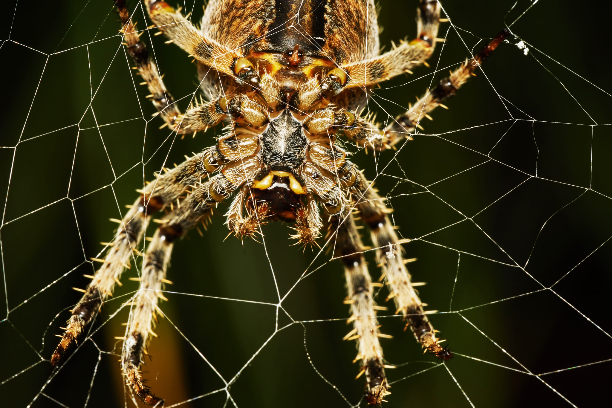 Sony ILCA-77M2 + 150mm F2.8 sample photo. Spider with spider web photography