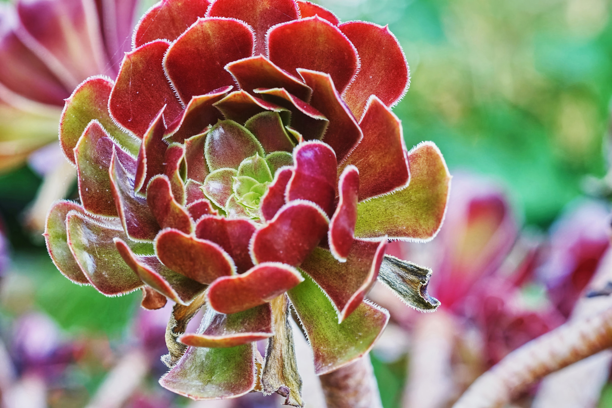 Sony a7 + Tamron SP AF 90mm F2.8 Di Macro sample photo. Cactus flower photography