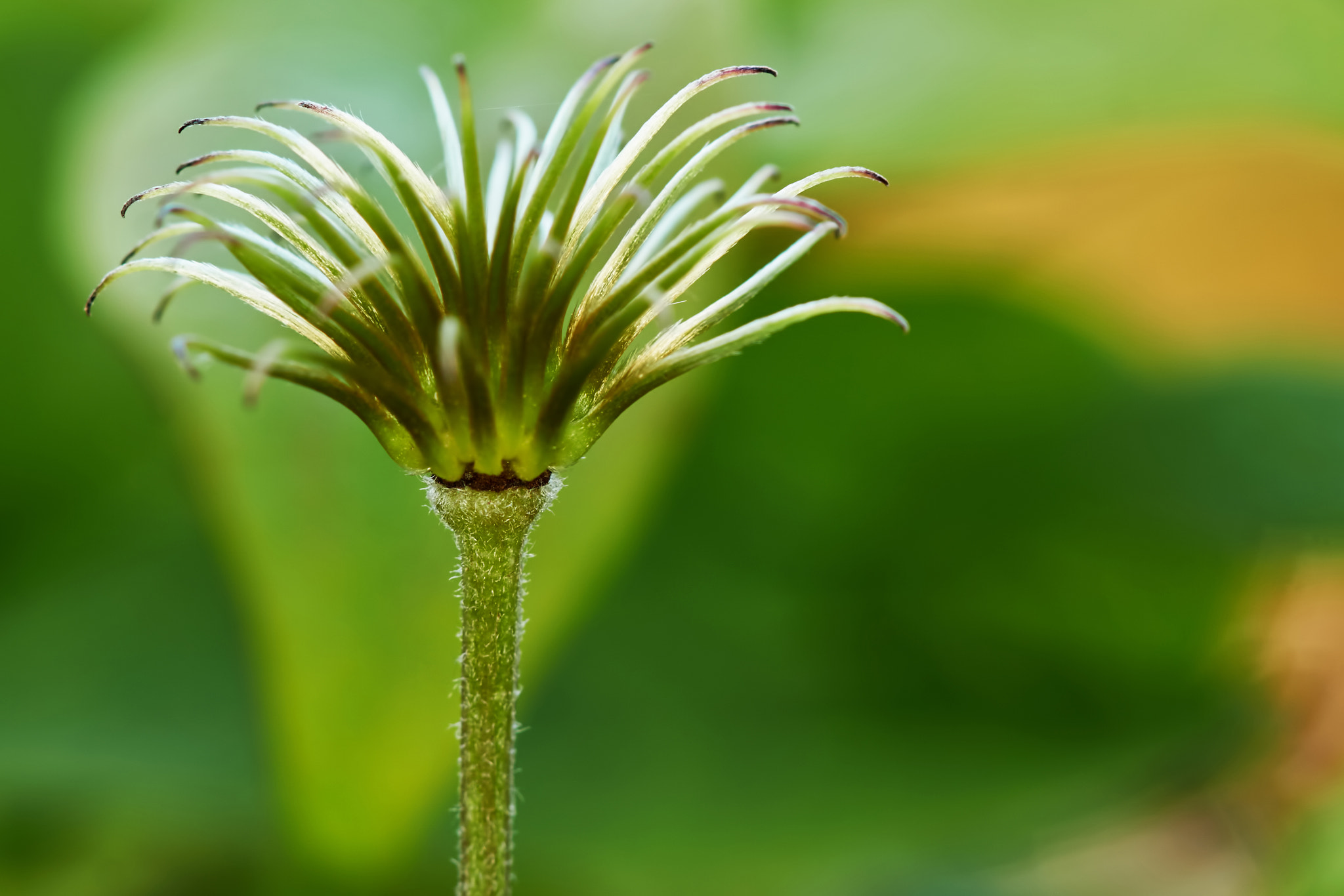 Sony Alpha NEX-7 + Tamron SP AF 90mm F2.8 Di Macro sample photo. Young shoot of clematis photography